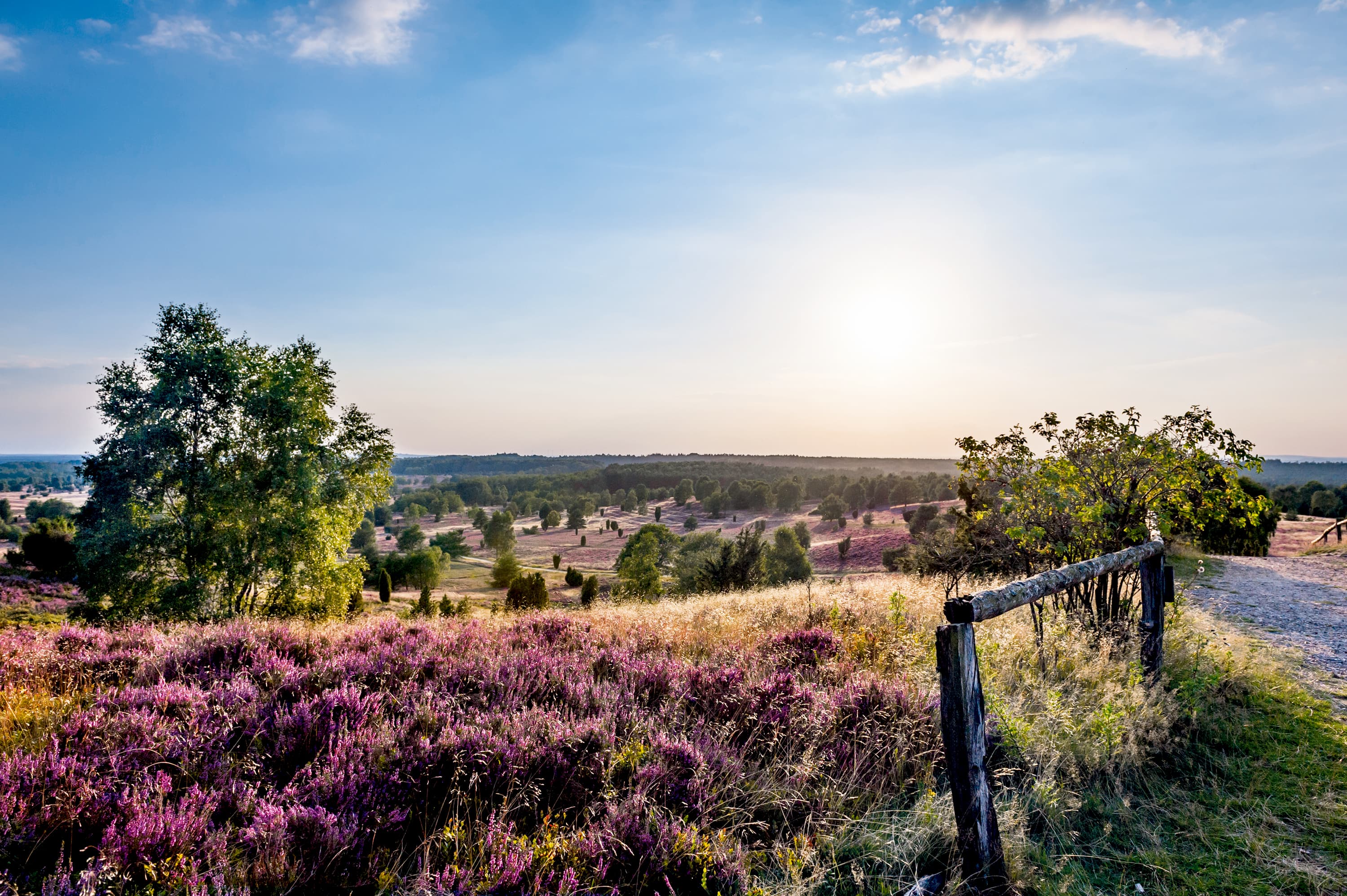 Lueneburger-Heide-Wilseder-Berg-Blick-Heide.jpg