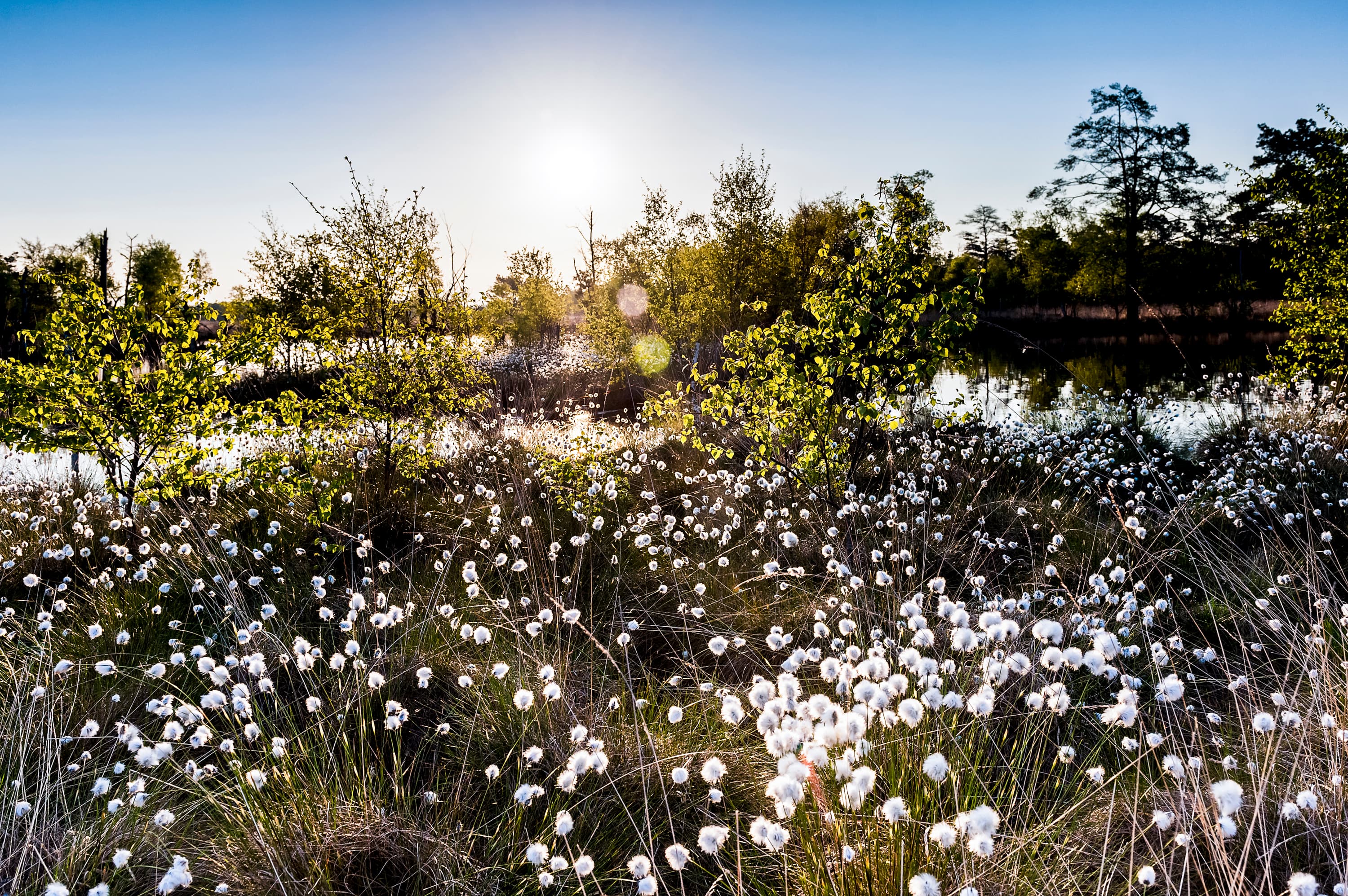 Fruehling-Lueneburger-Heide-Pietzmoor-Wollgras-Bluete.jpg