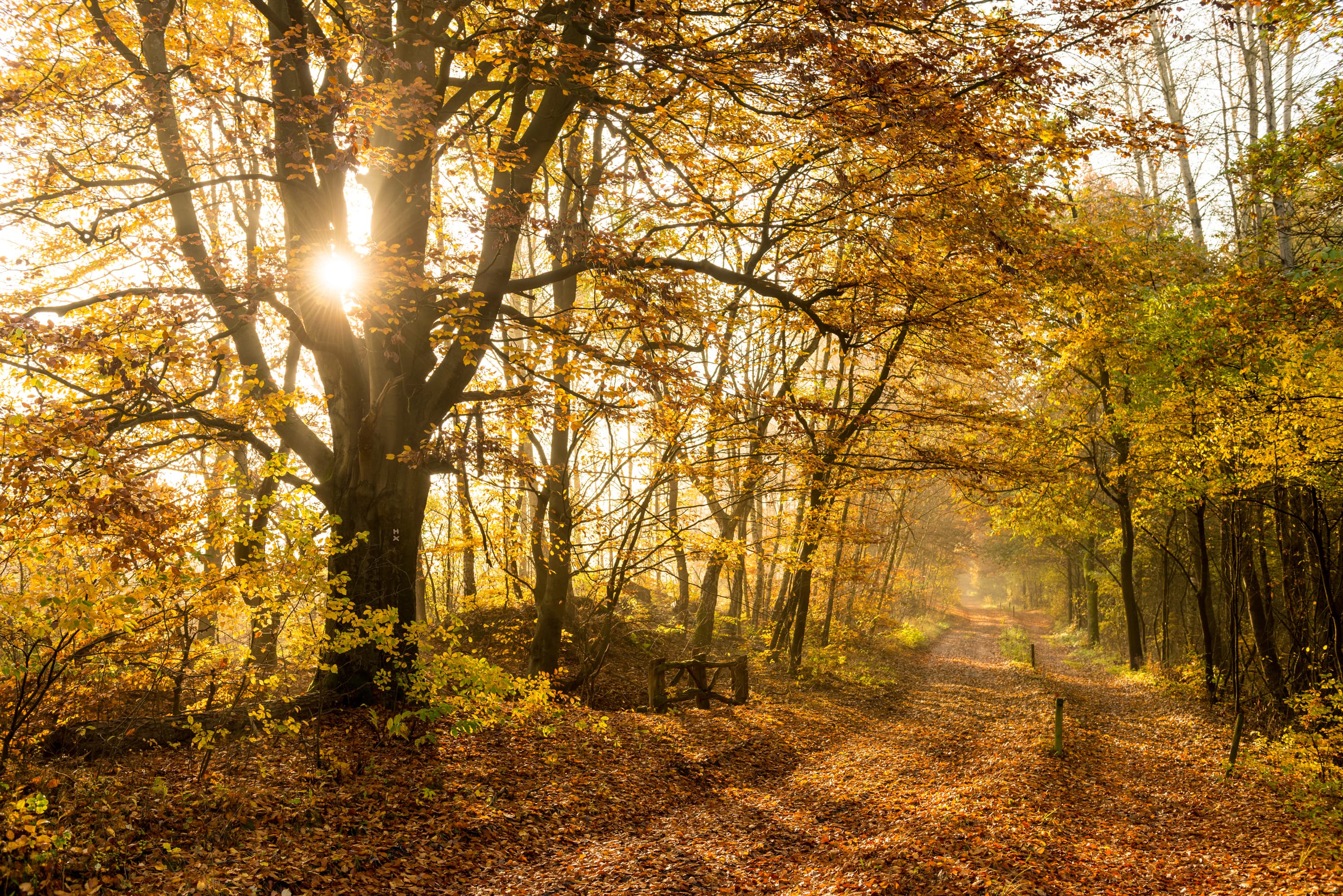 Herbst-Lueneburger-Heide-Herbstwald.jpg