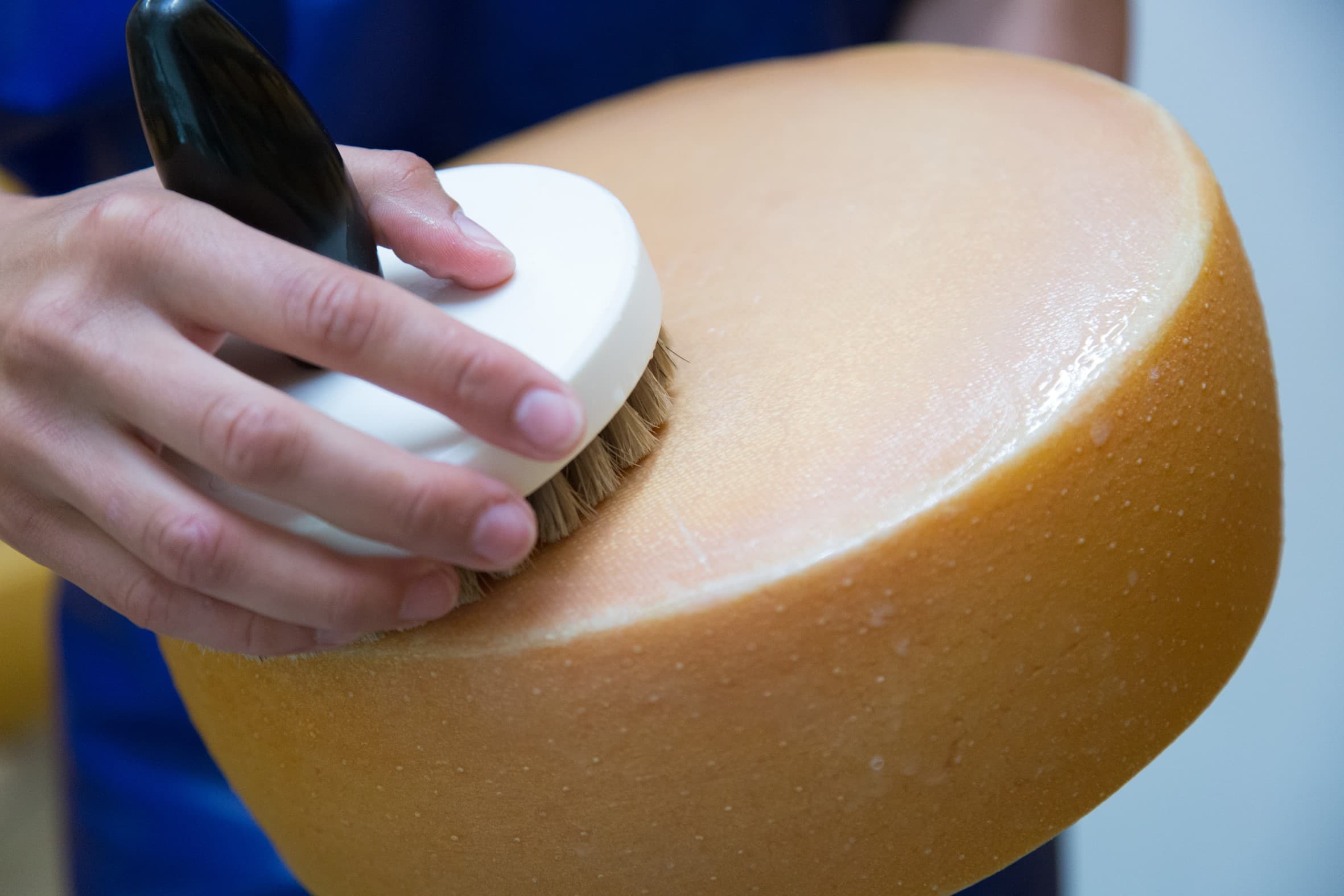 Eine sorgfältige Hand bürstet die Oberfläche eines großen, runden Käselaibs ab.