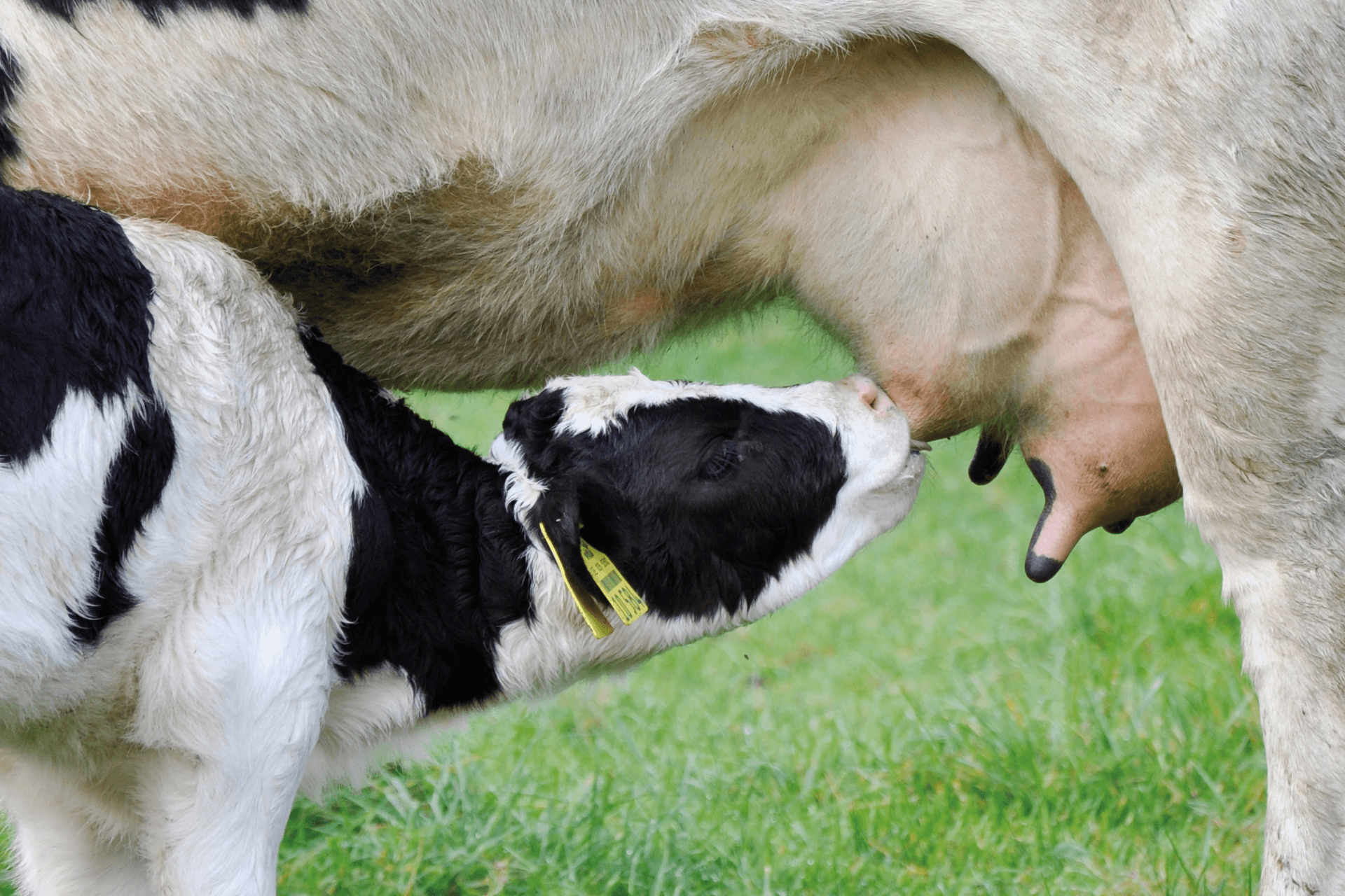 Ein schwarz-weißes Kalb saugt bei seiner Mutter auf einer grünen Wiese.