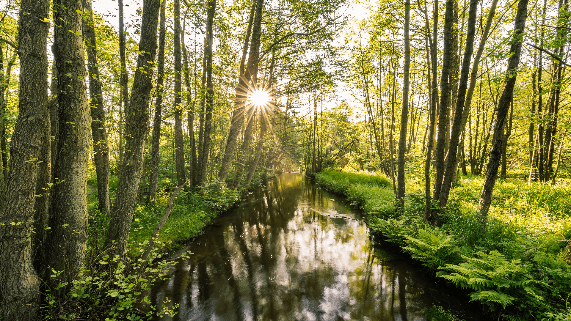 Luhe Fluss Wald Frühling