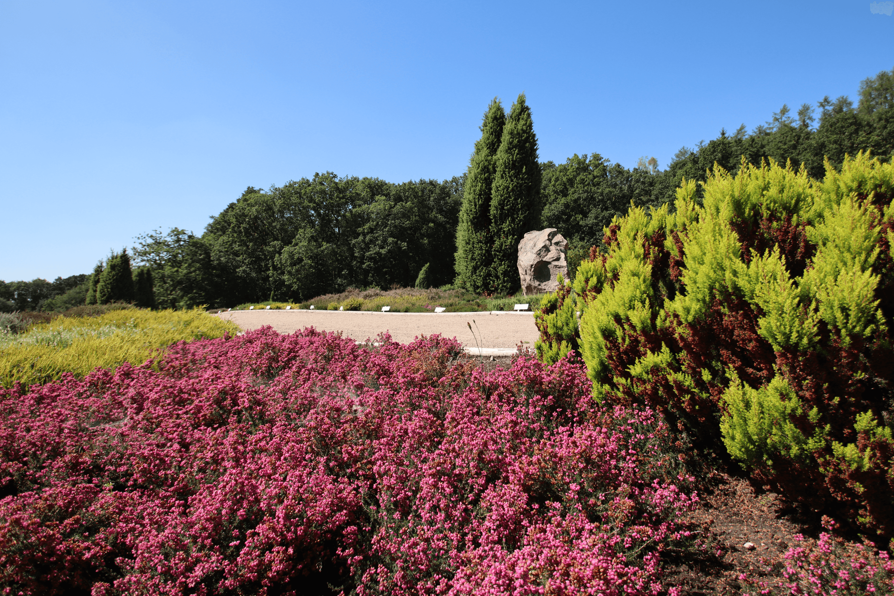 Im Schneverdinger Heidegarten kann man 365 Tage blühende Heide sehen