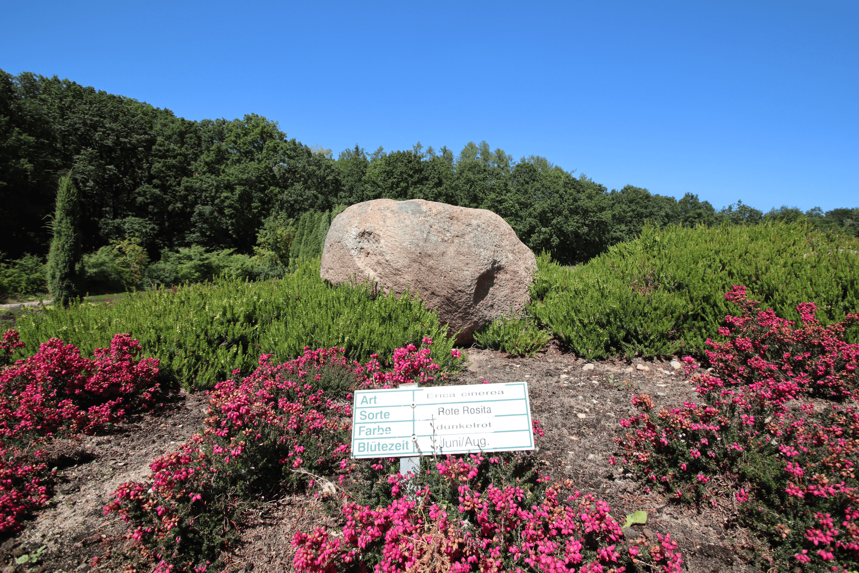 Es blüht die Heidesorte Rote Rosita im Heidegarten Schneverdingen