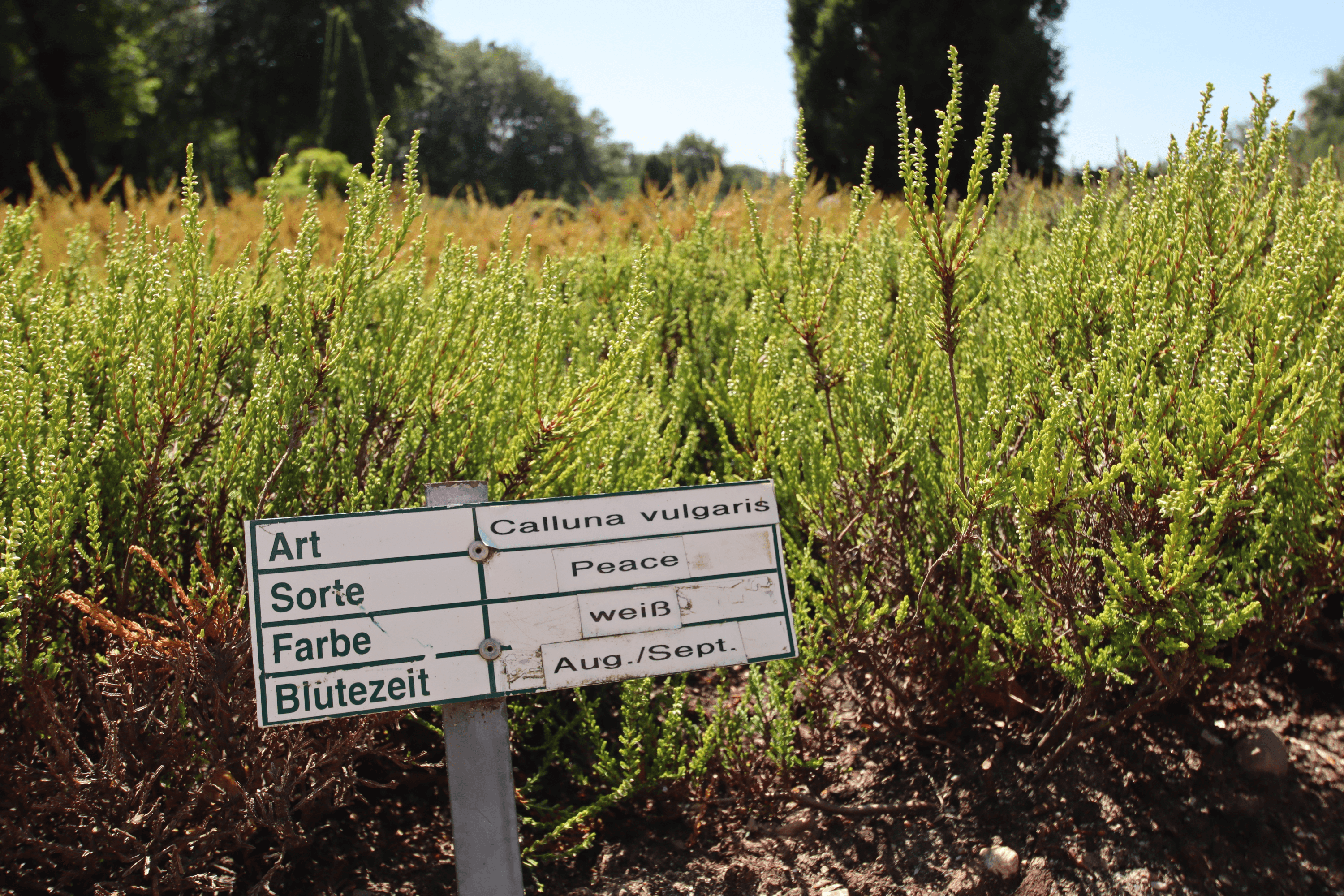 Die Sorte Peace im Heidegarten Schneverdingen