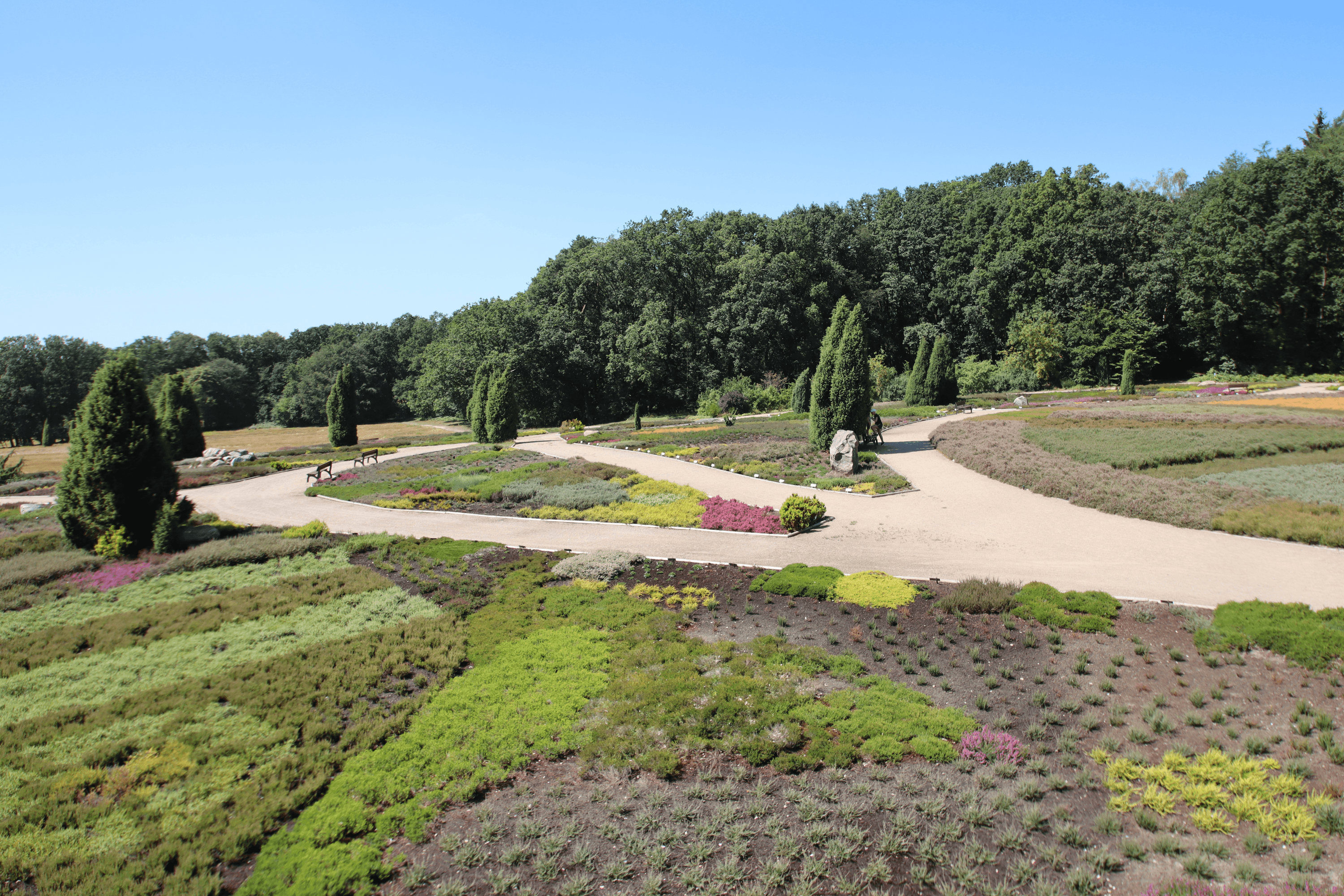 Druch den Heidegarten Schneverdingen kann man wunderbare Spaziergänge machen