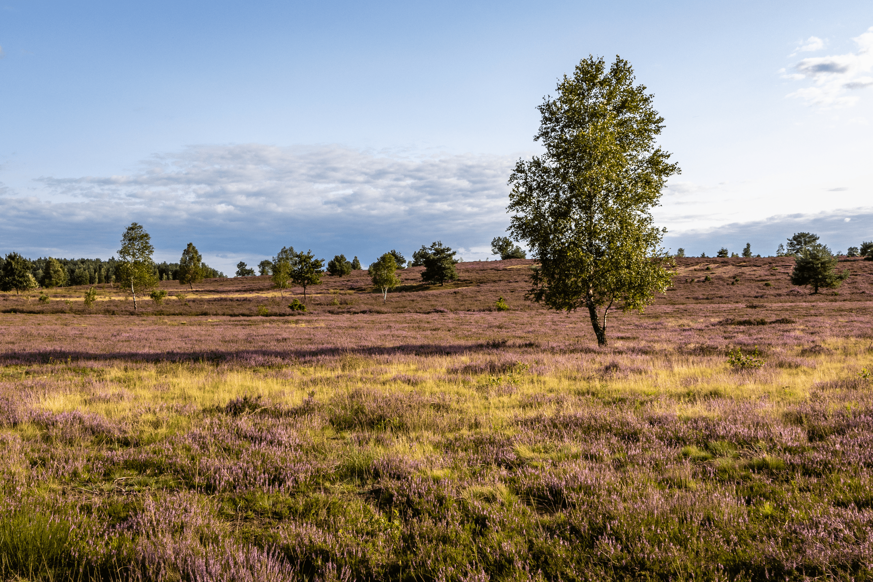 Die Röders Heide in Soltau für wunderbare Wanderungen