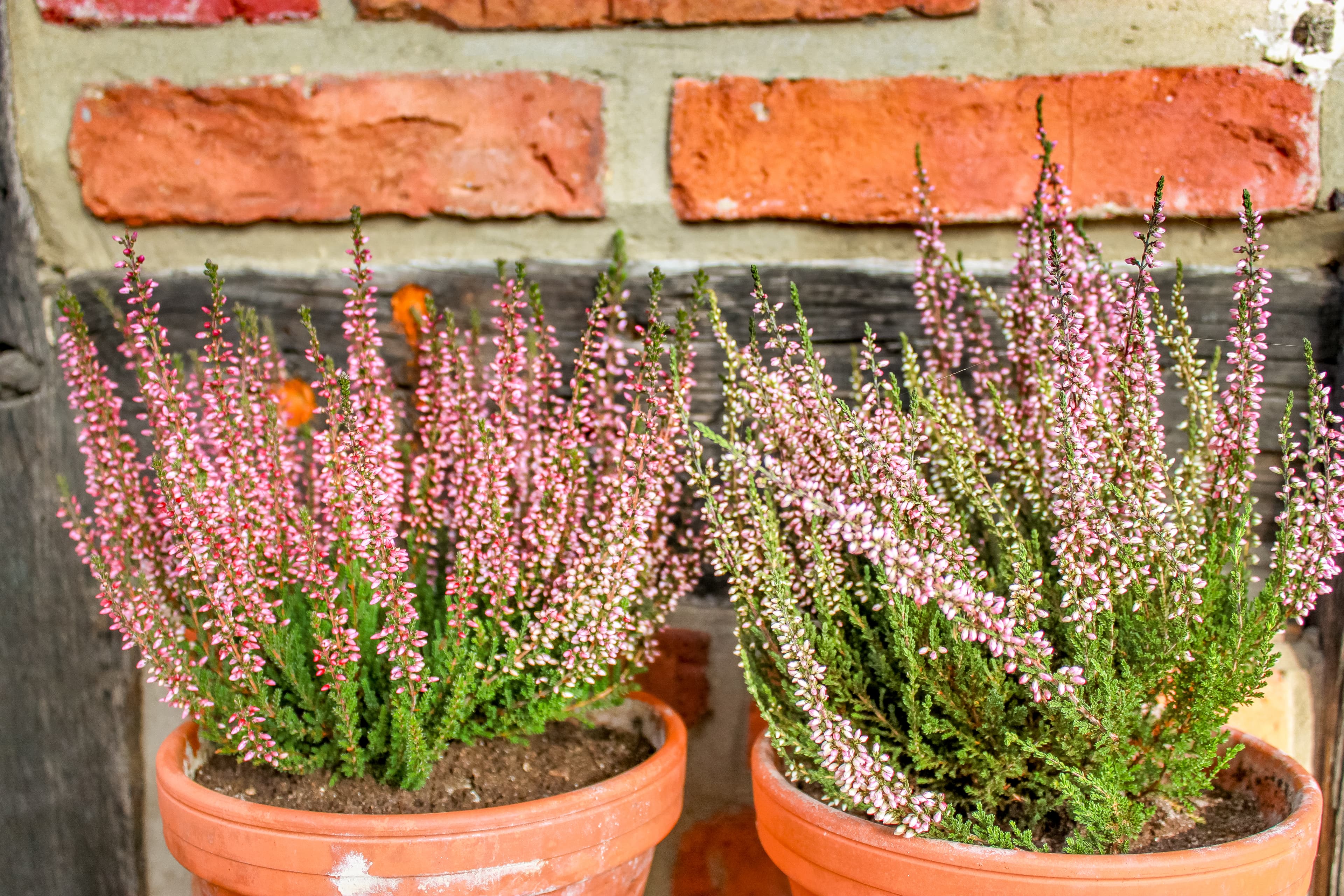 Heidepflanzen für den Garten