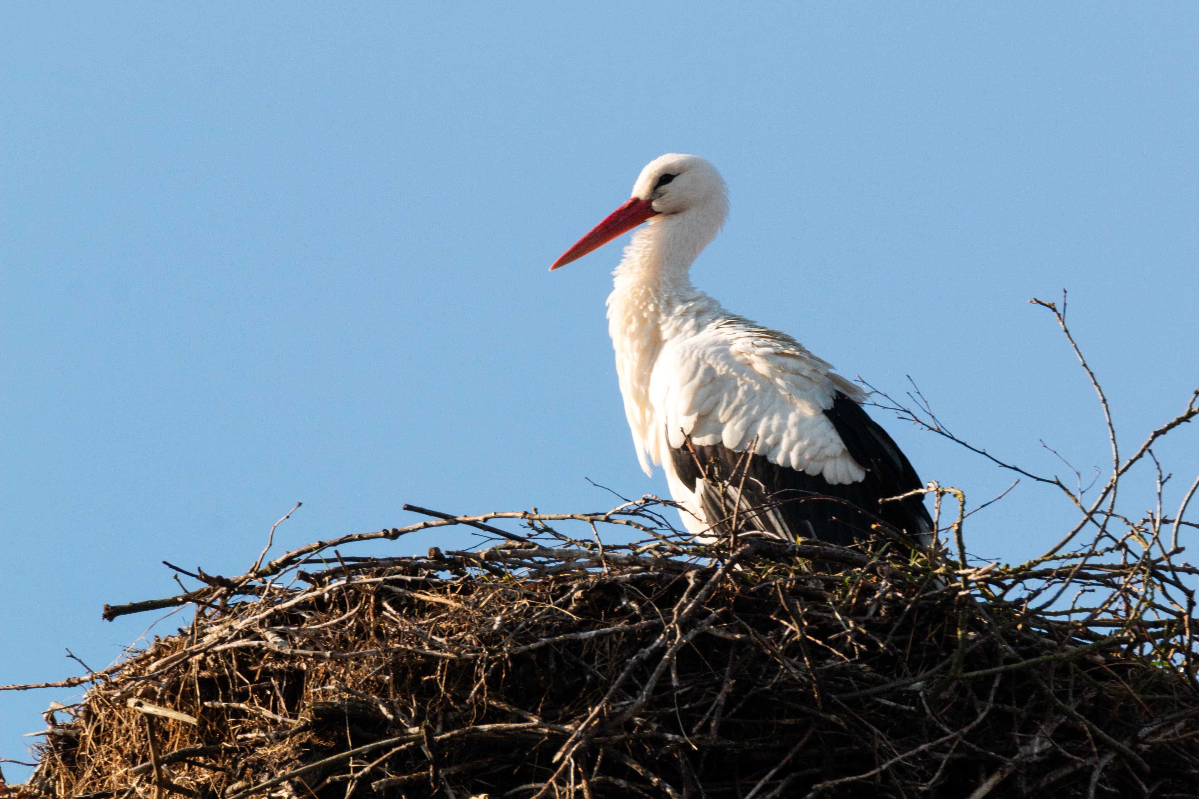 Storchennest in Winsen (Aller)