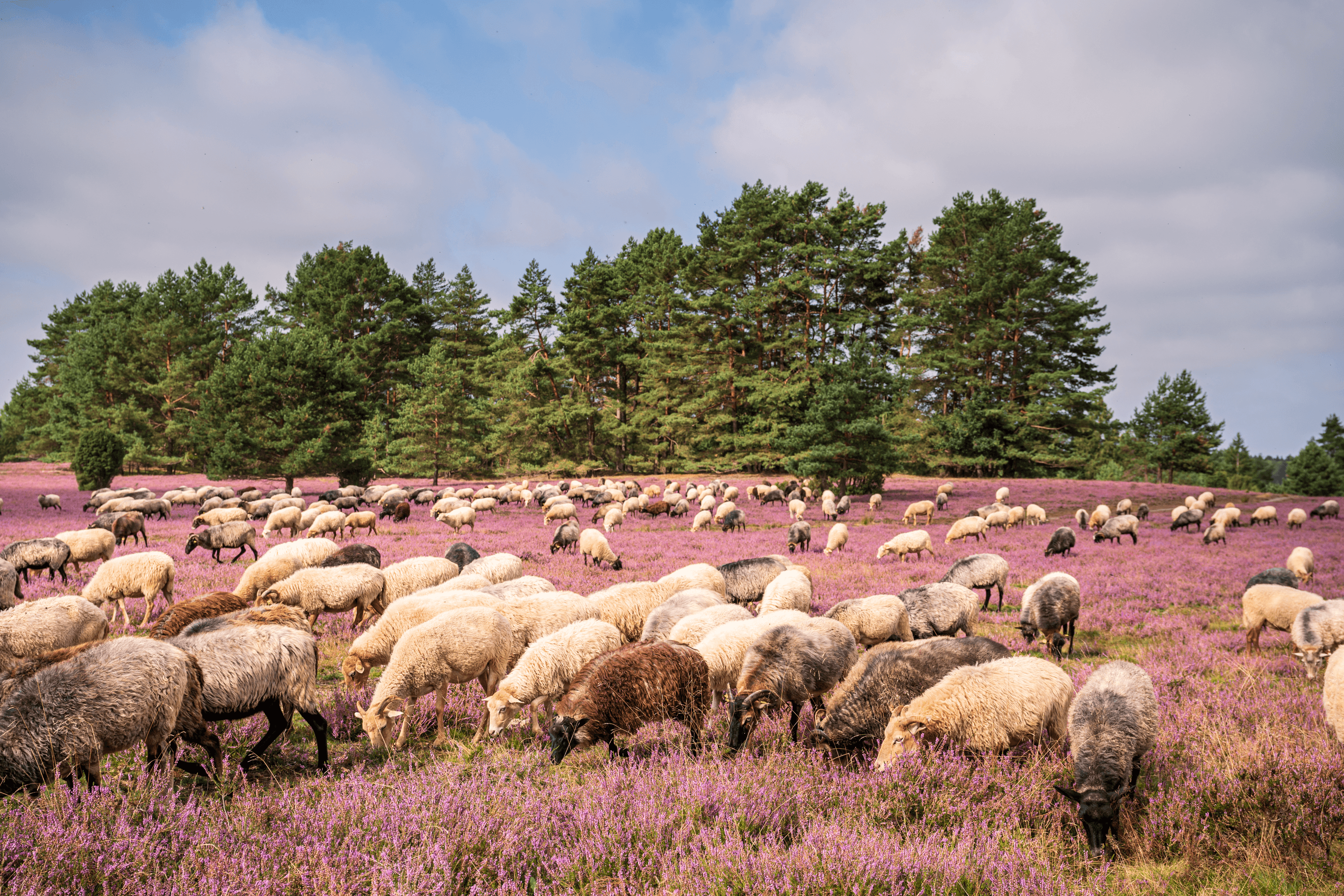 Hermannsburg Misselhorner Heide mit Heidschnucken und Heideblüte