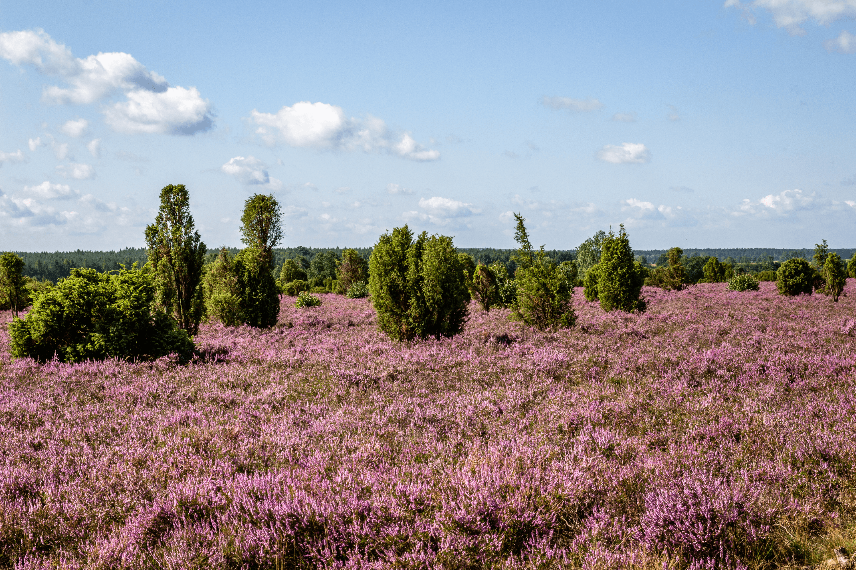 Schmarbeck-Wacholderwald