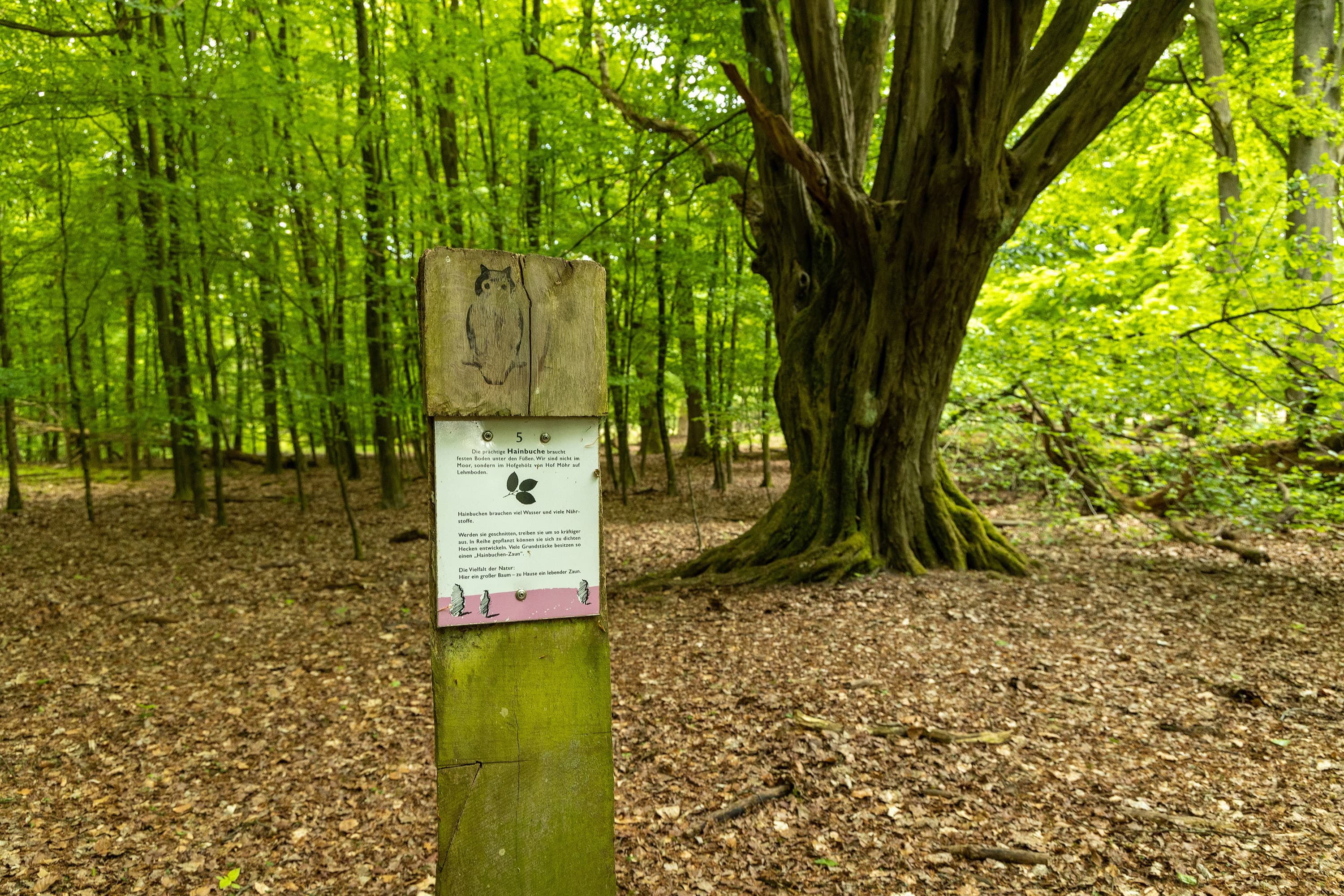 Informationstafel Hainbuche