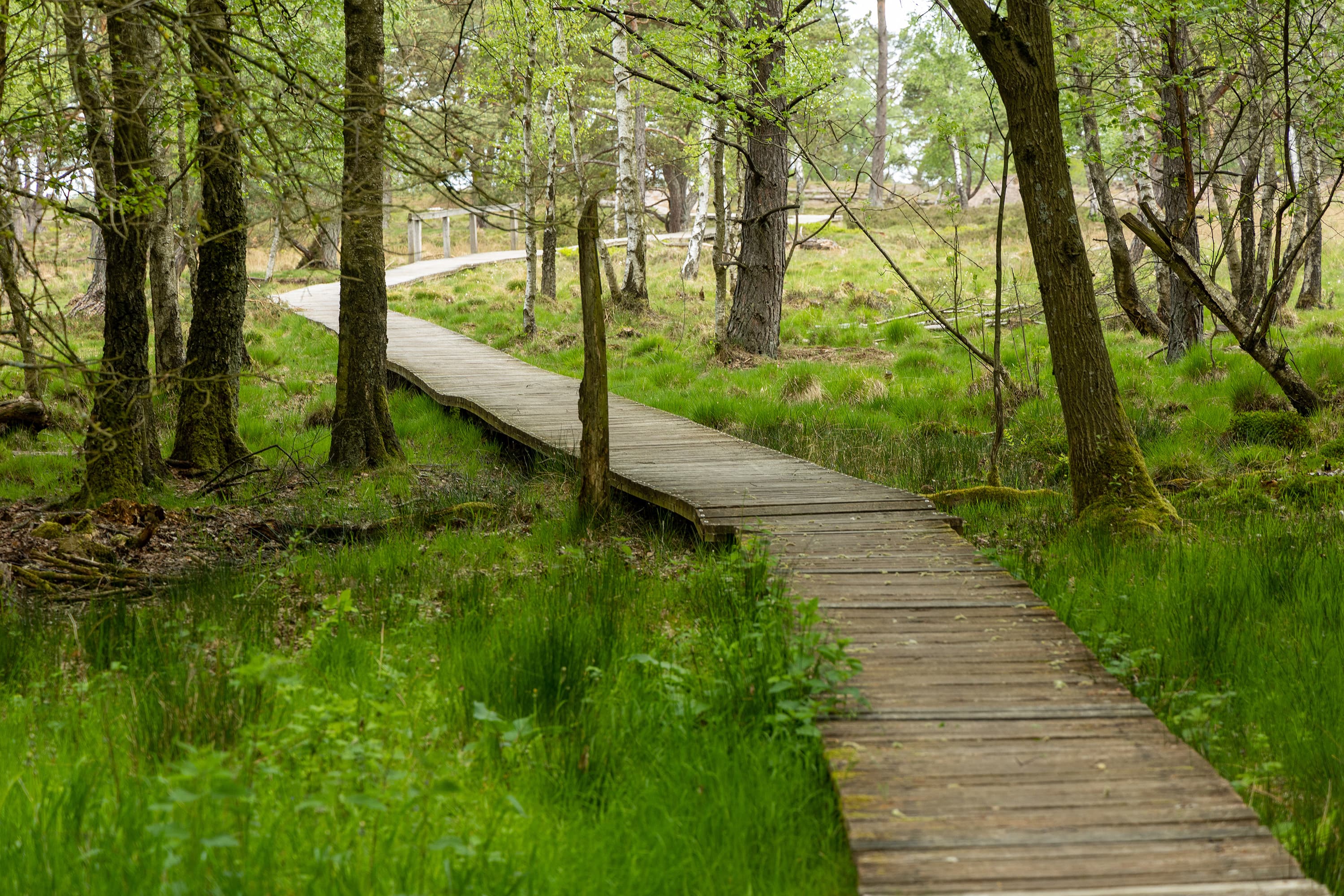 Bohlensteg Möhrer Moor Wanderweg