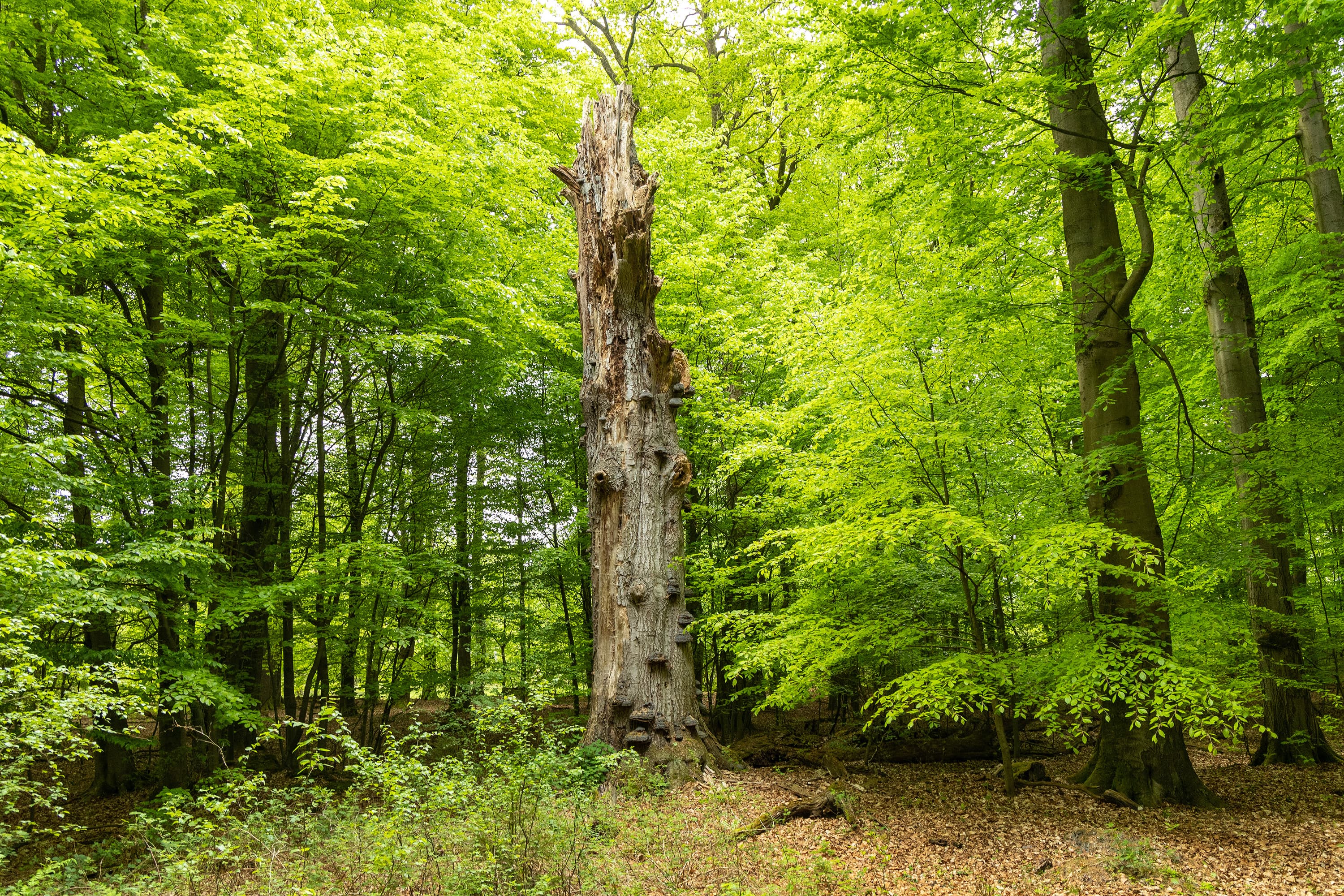 Wald Bäume Wanderweg