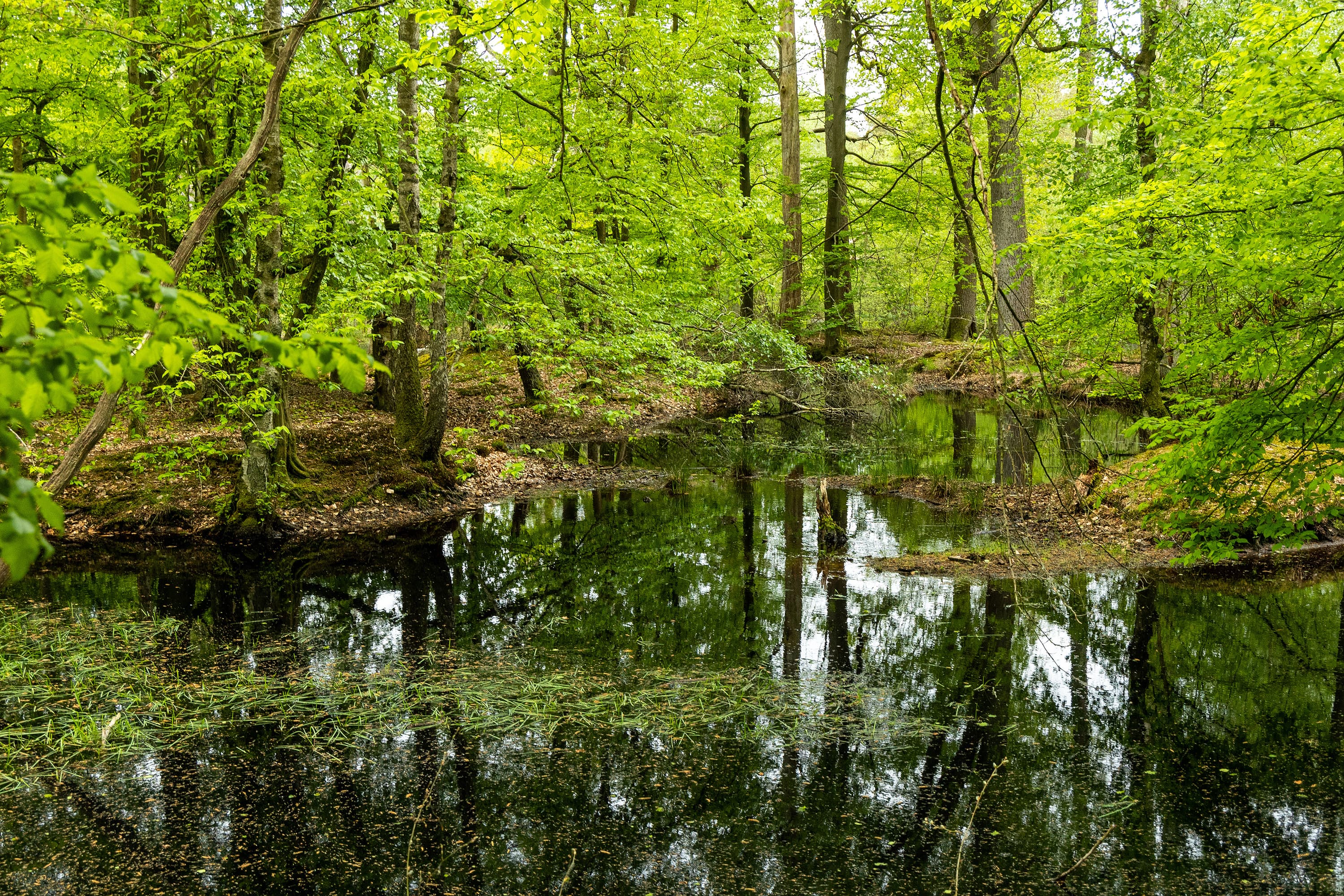 Tümpel Wald Wasser Bäume