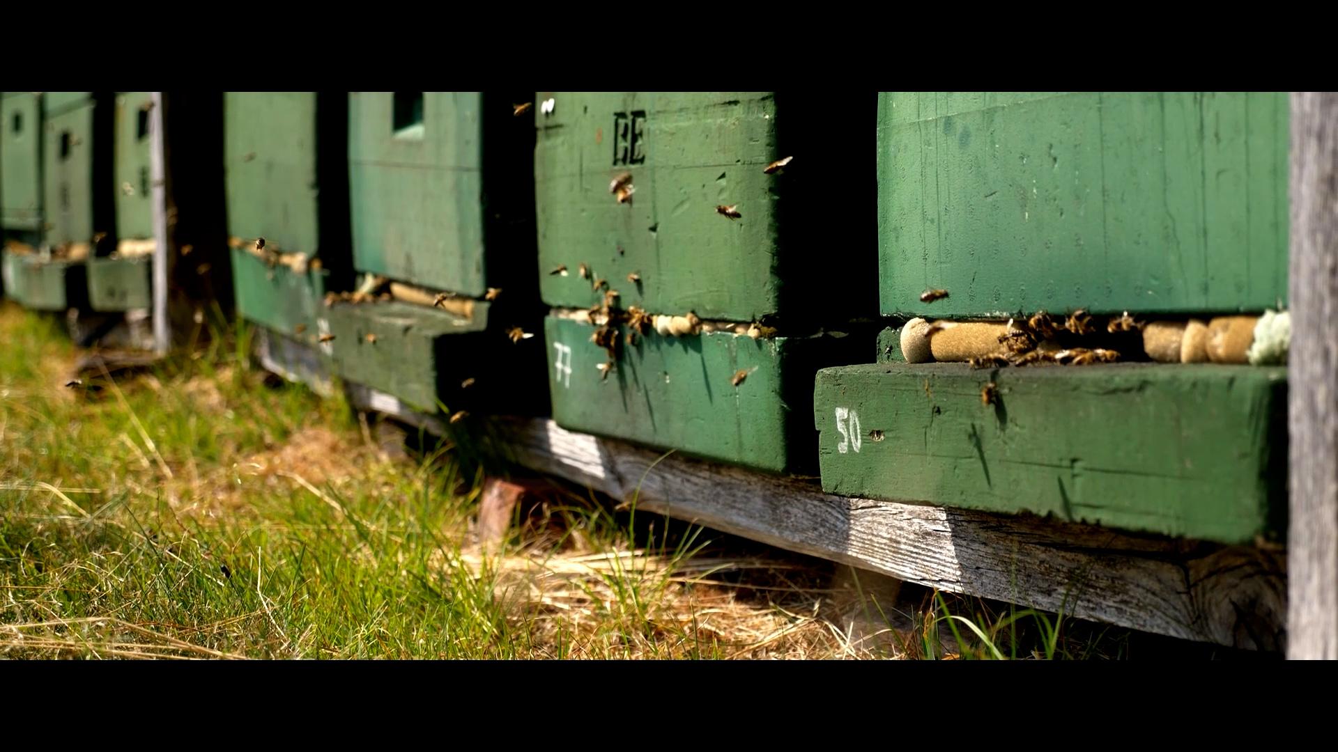 Filmausschnitt: Bienenstöcke im Wacholderwald