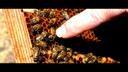 Bildausschnitt aus dem Film "Erinner Dich!": Honigbienen