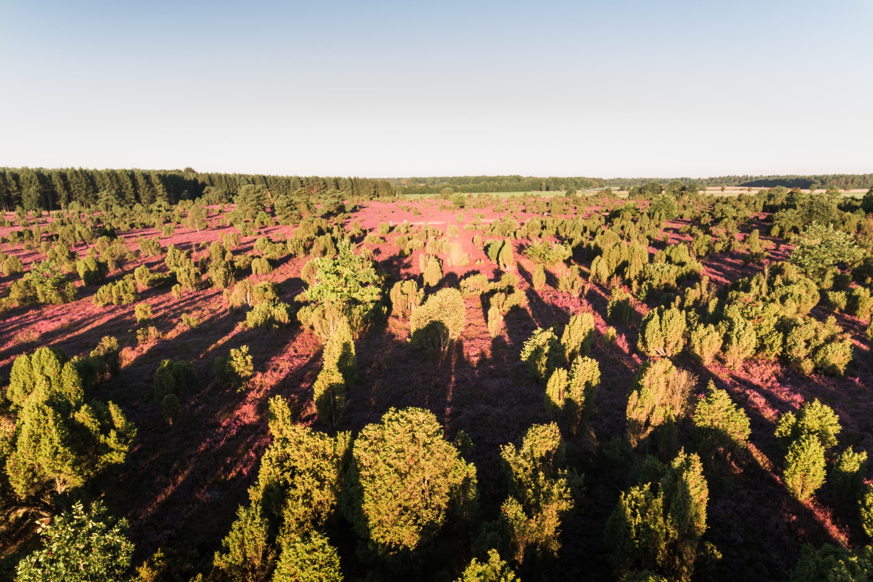 Wacholderwald Schmarbeck, Südheide