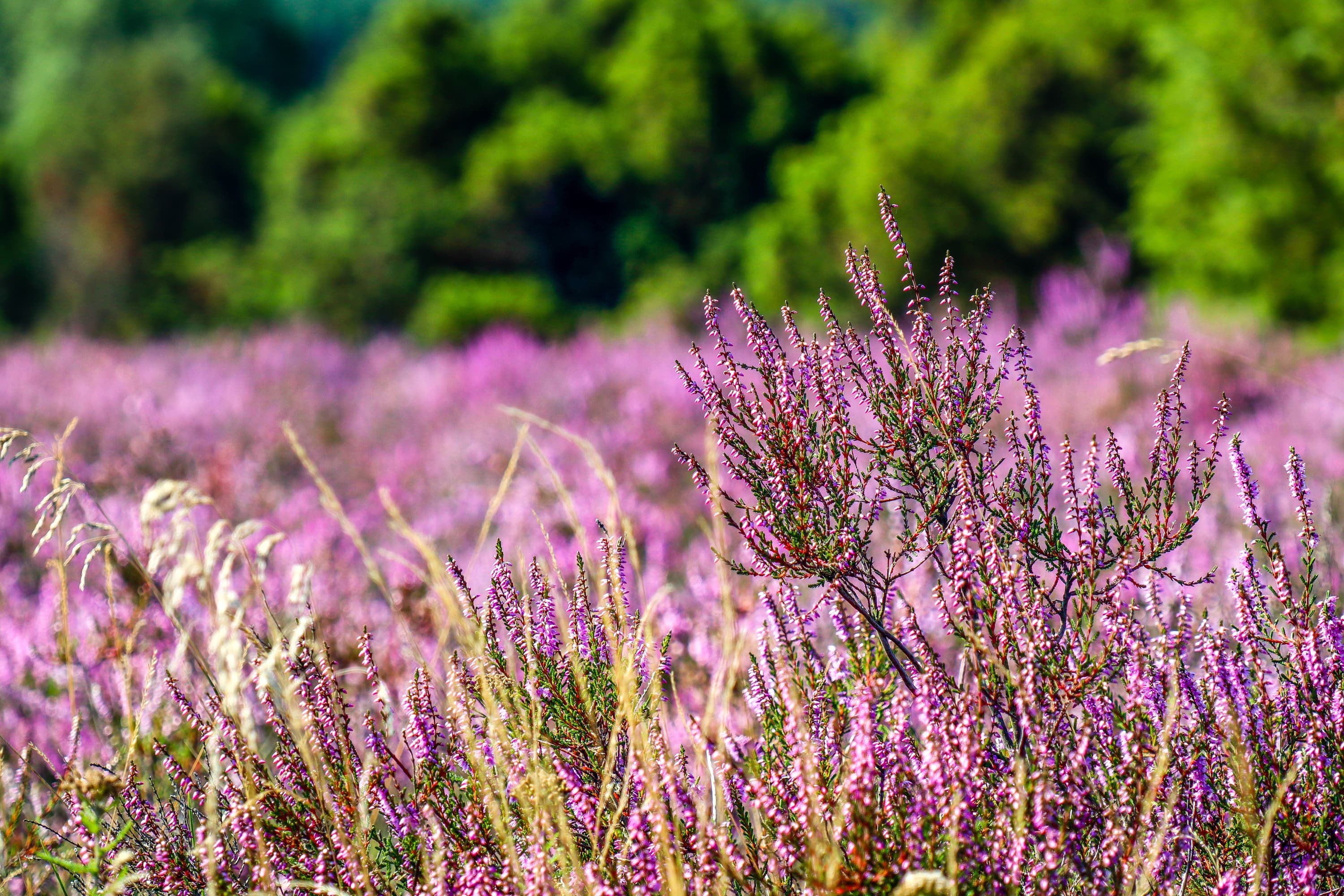 Wacholderwald Schmarbeck