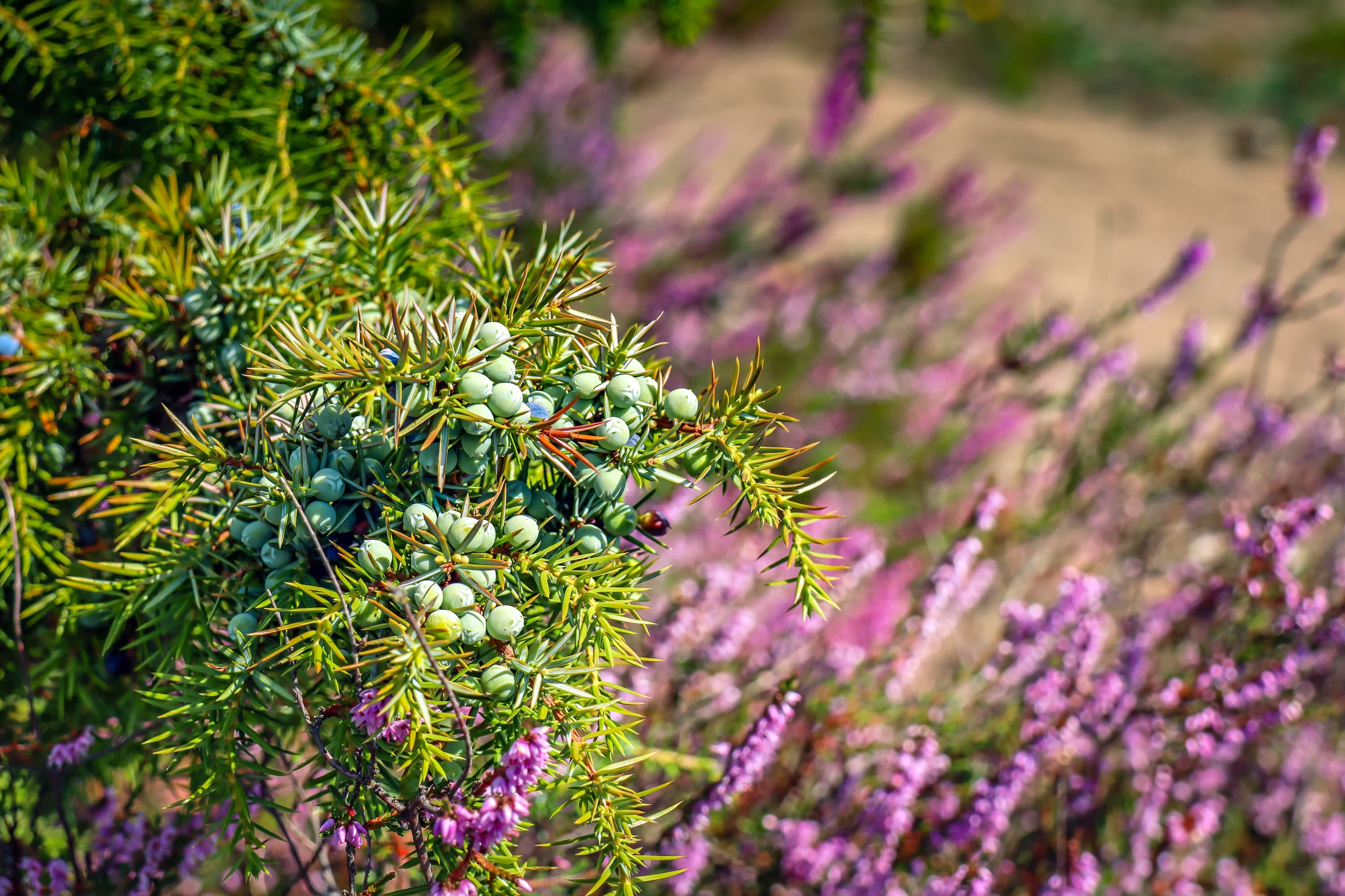 Wacholderwald Schmarbeck, Südheide