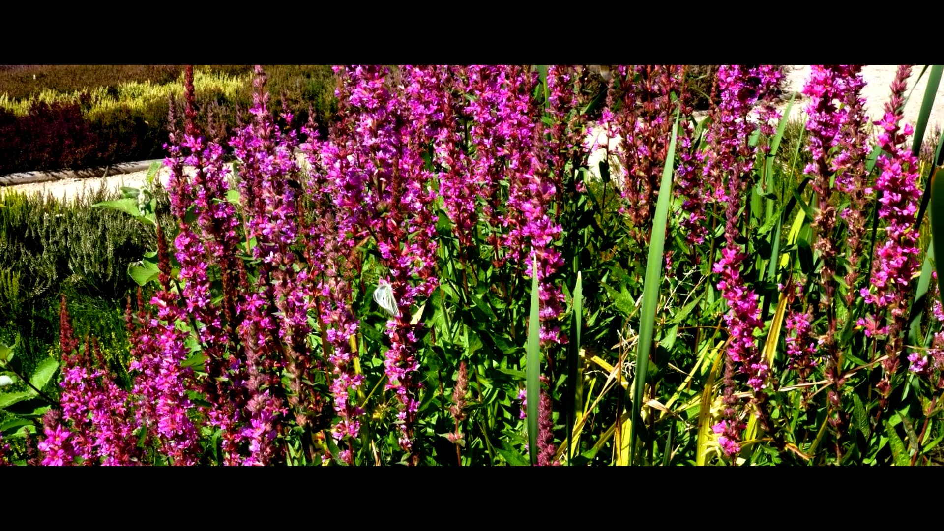 Heide, Heideblüte, Lüneburger Heide