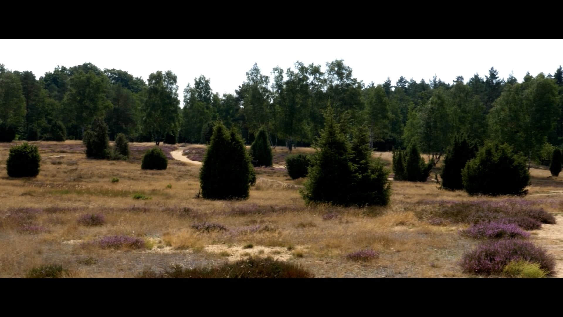 Ellerndorfer Wacholderheide, Eimke, Heide