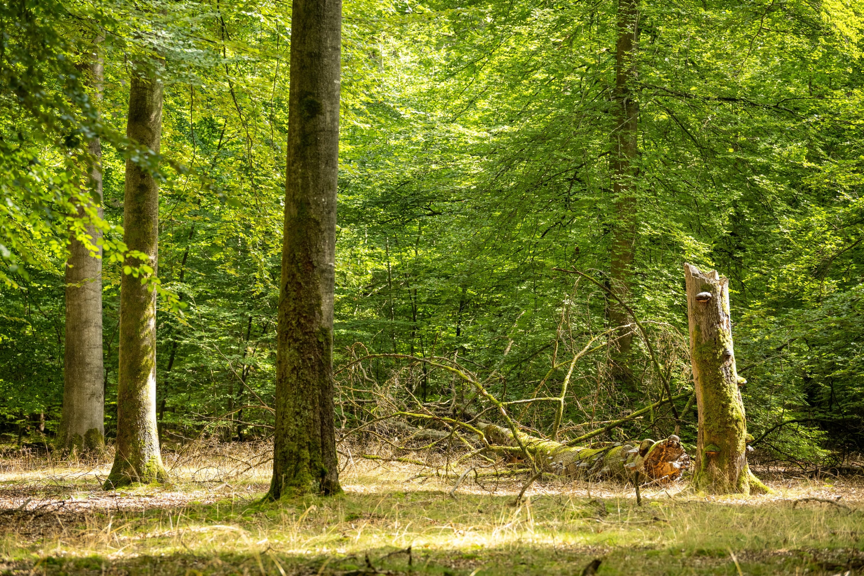 Im Lüßwald bei Unterlüß