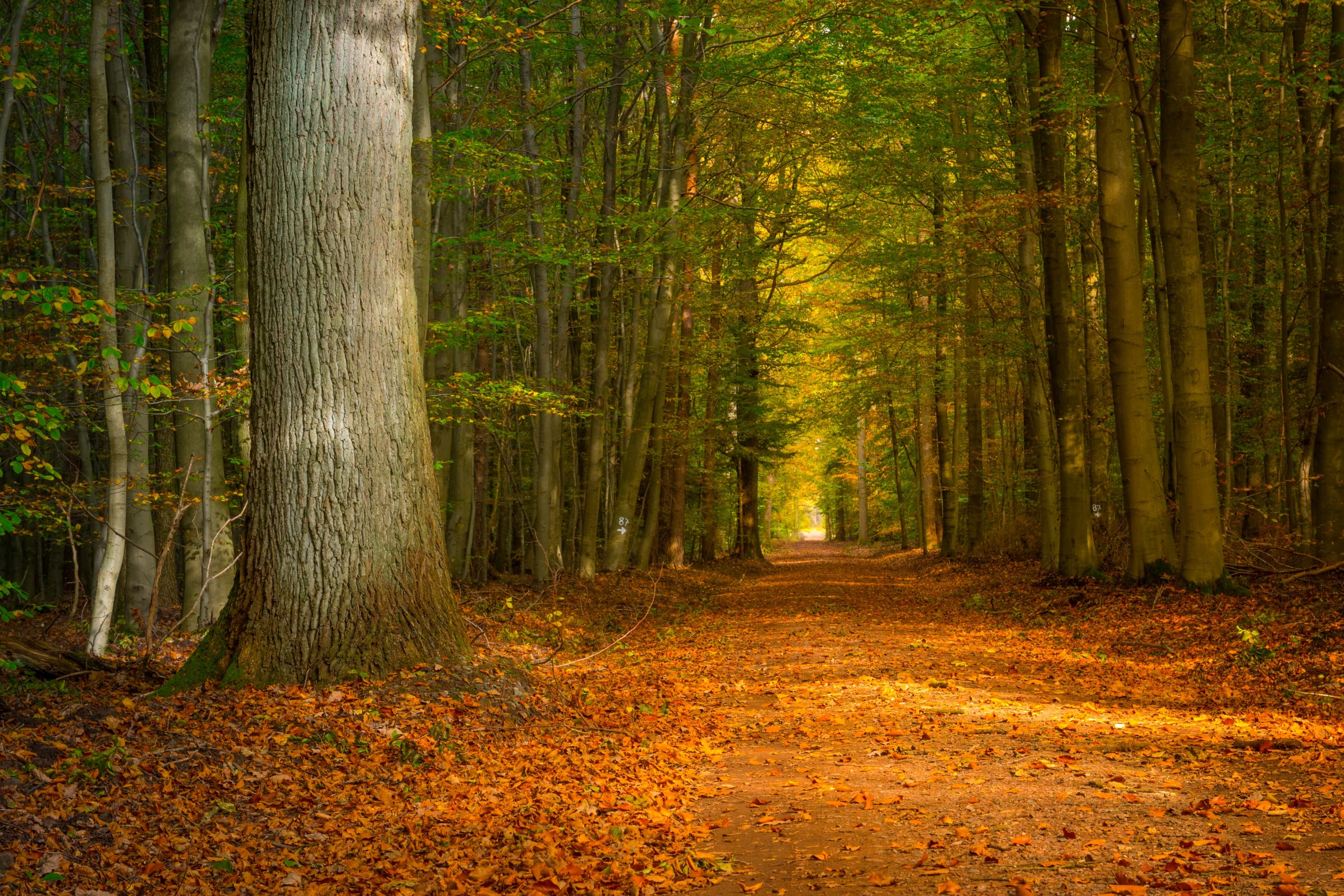 Der Lüßwald im Herbst