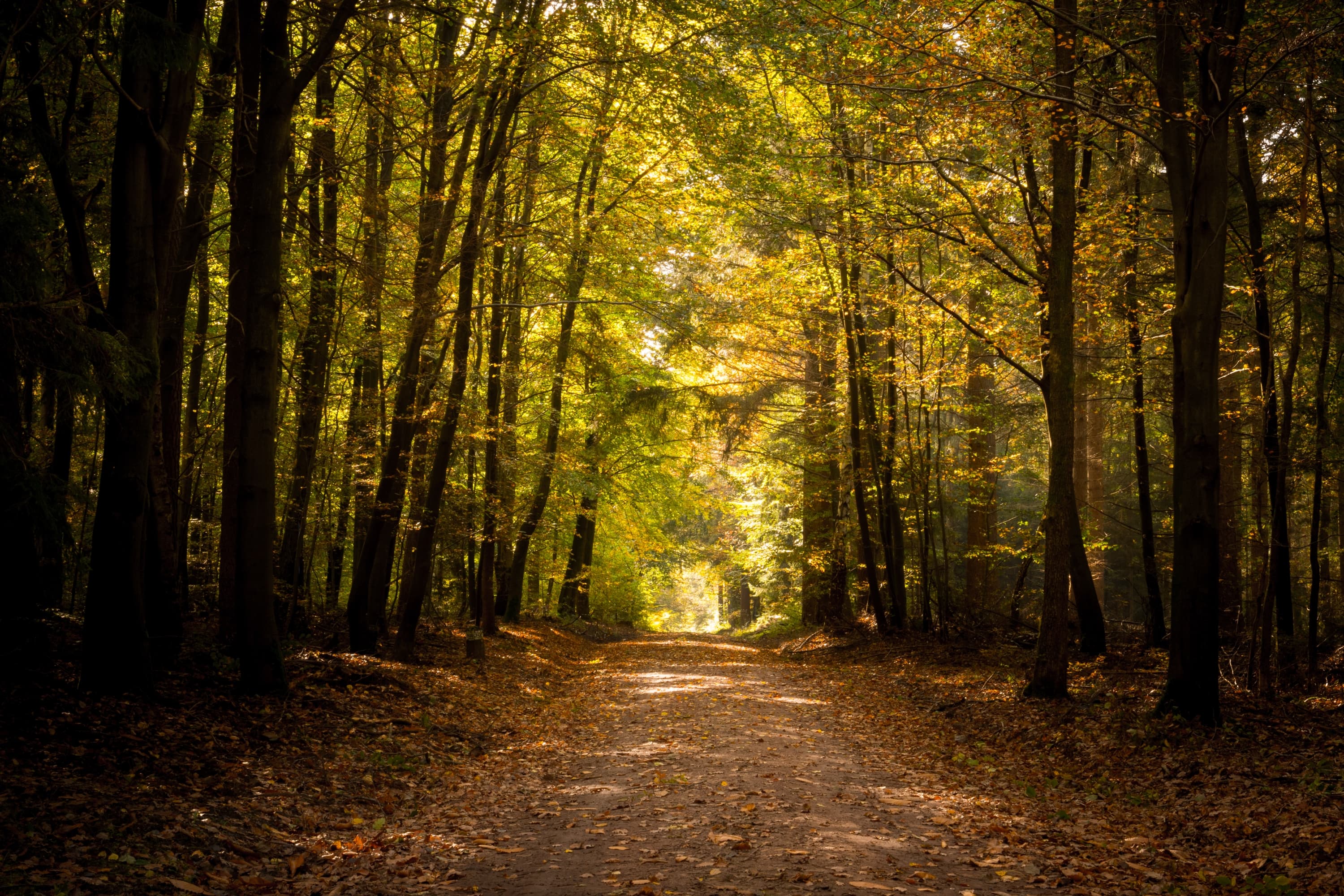 Herbst im Lüßwald in der Lüneburger Heide