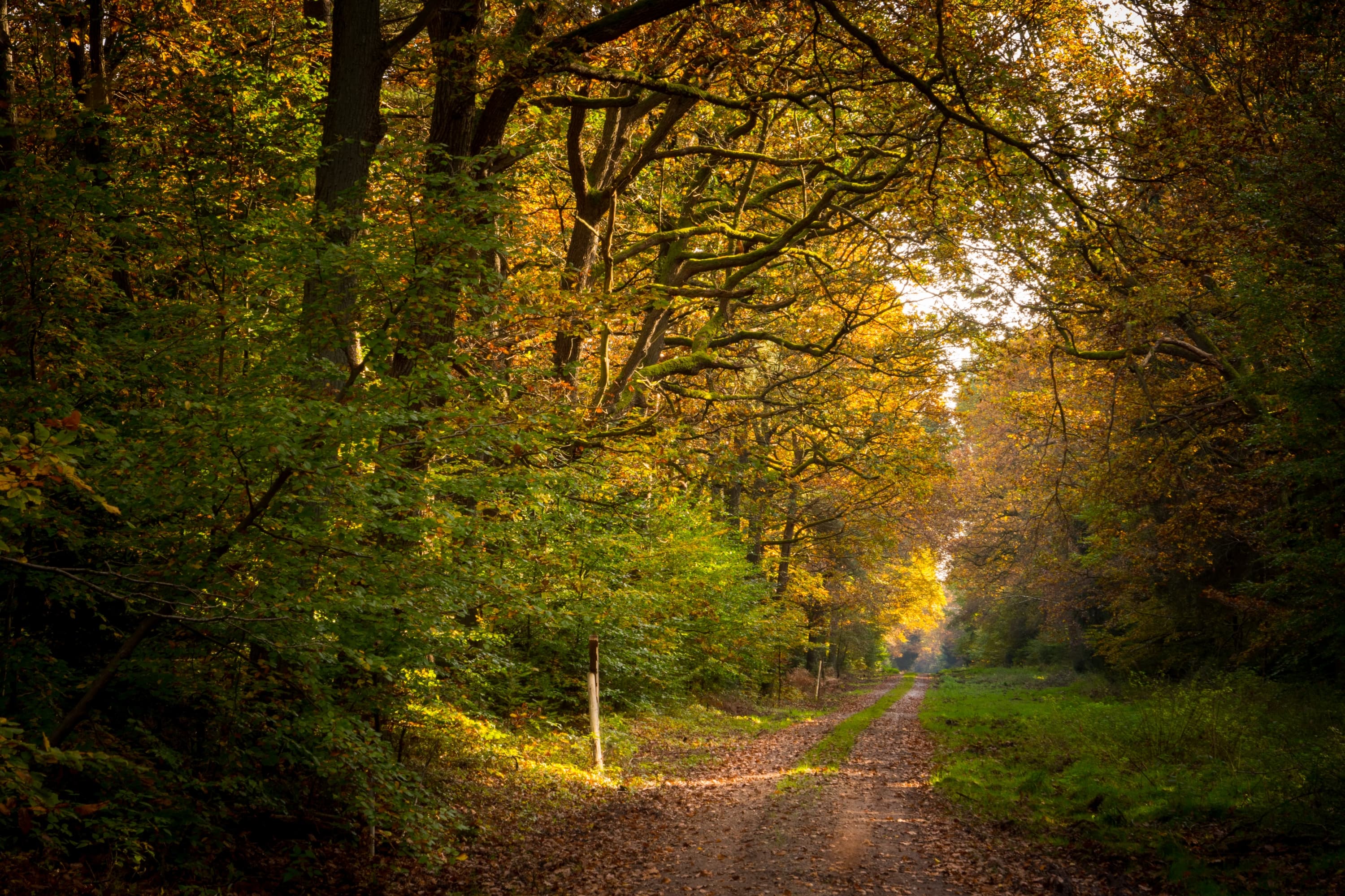 Im Lüßwald