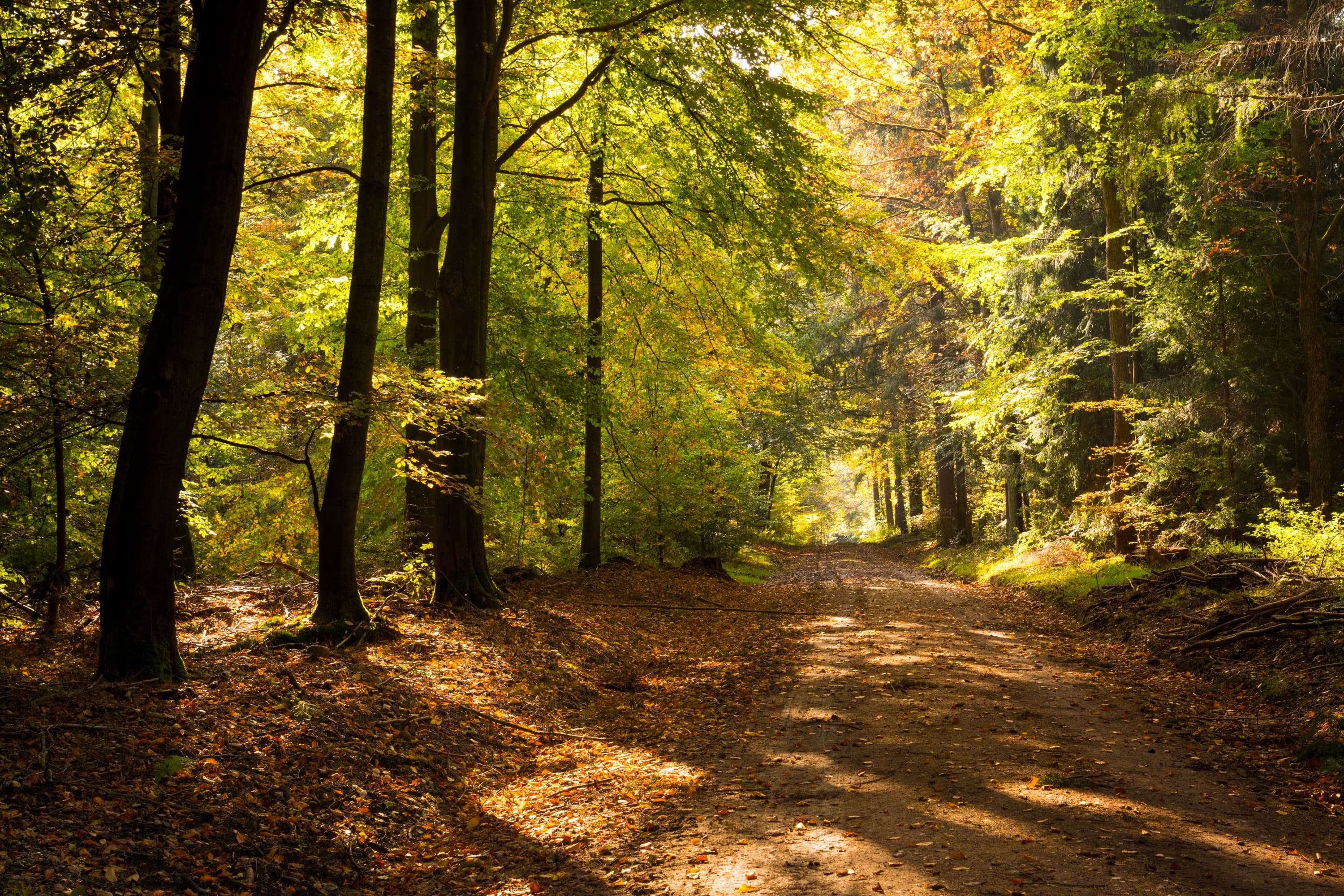 wanderweg durch den luesswald