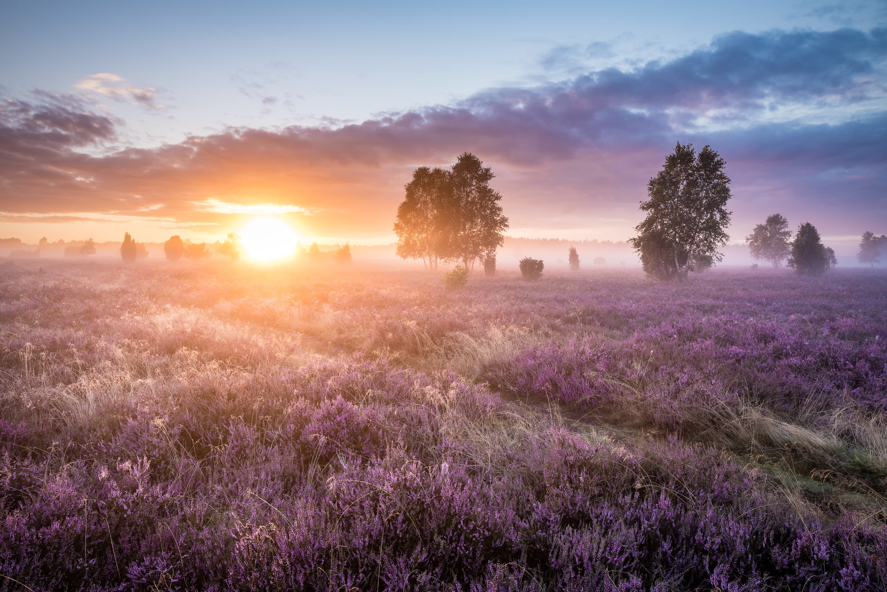 Wacholderwald Schmarbeck, Südheide