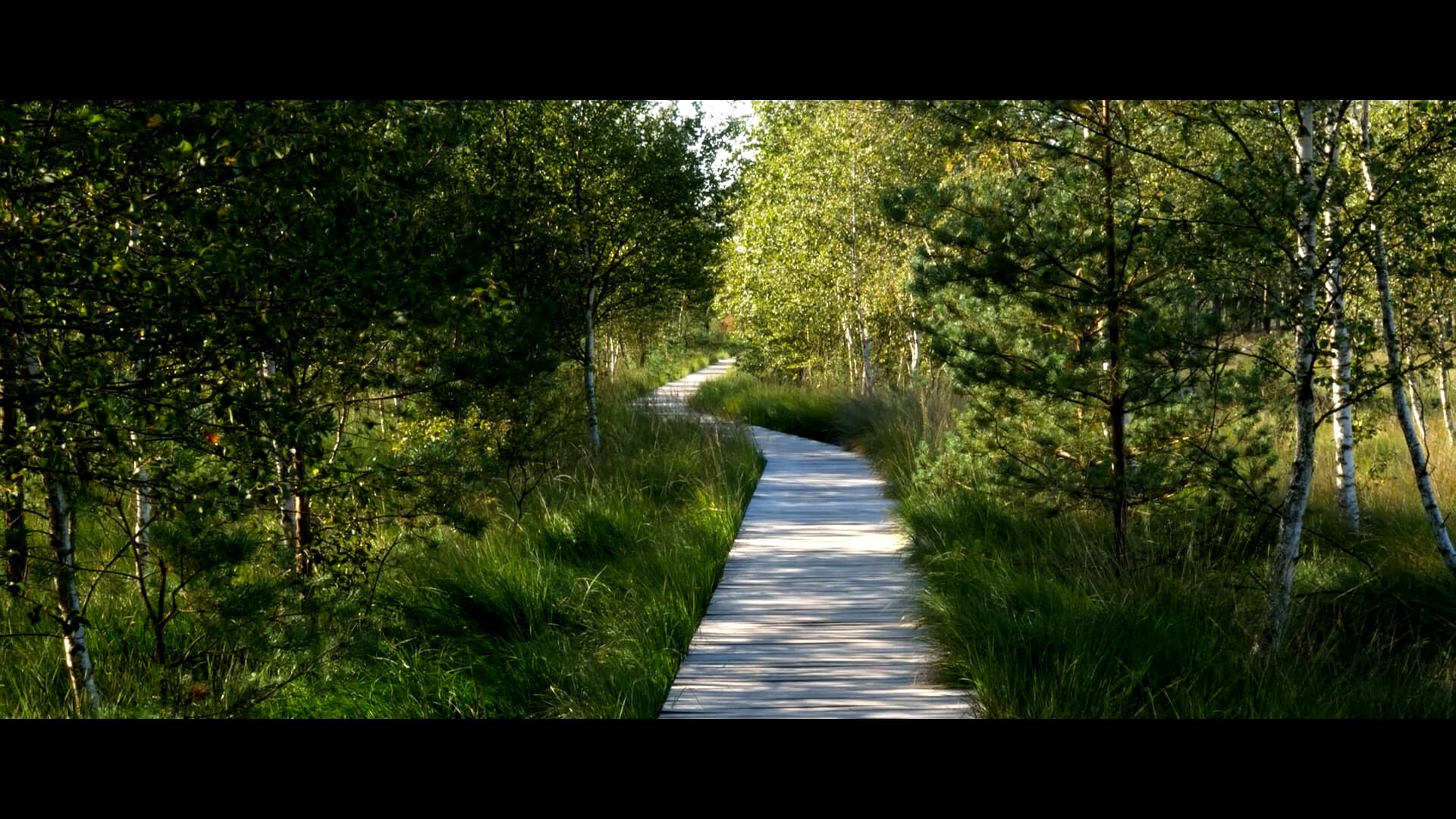 Bohlensteg, Pietzmoor, Schneverdingen, Moor, Wasser
