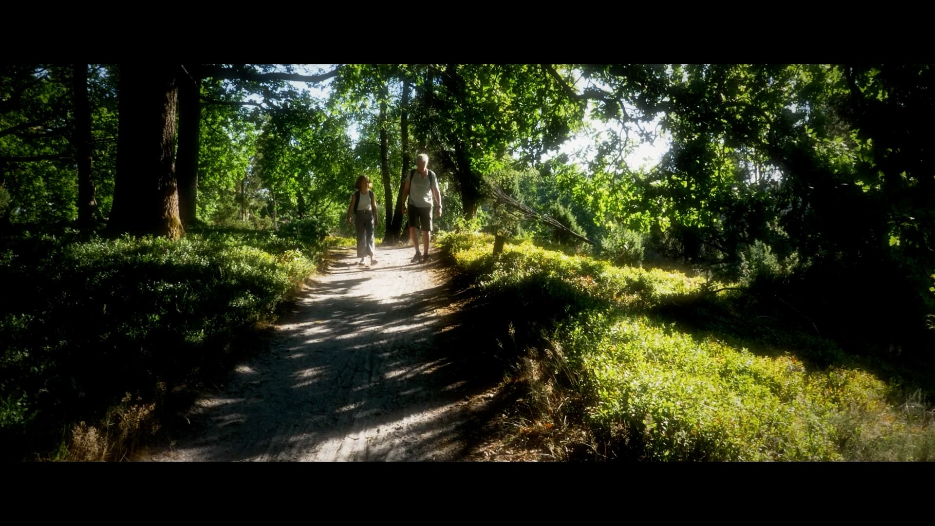 Wald, Wanderweg, Amalia, Lüneburger Heide
