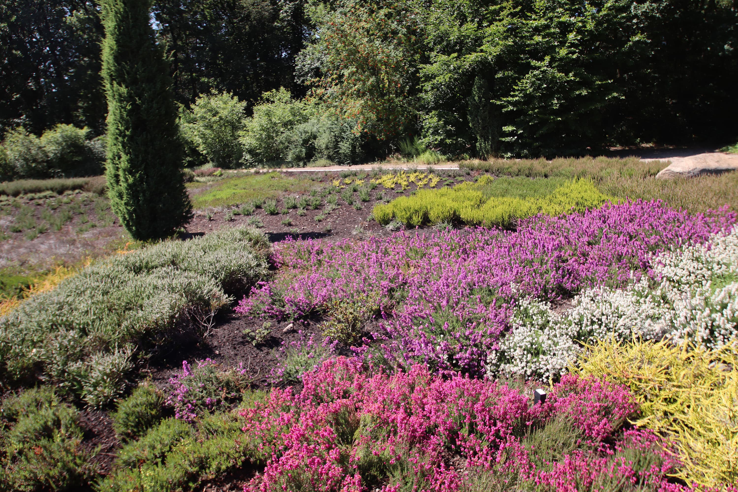 Ausflug in den Heidegarten Schneverdingen, wo 365 Tage im jahr eine heide blüht