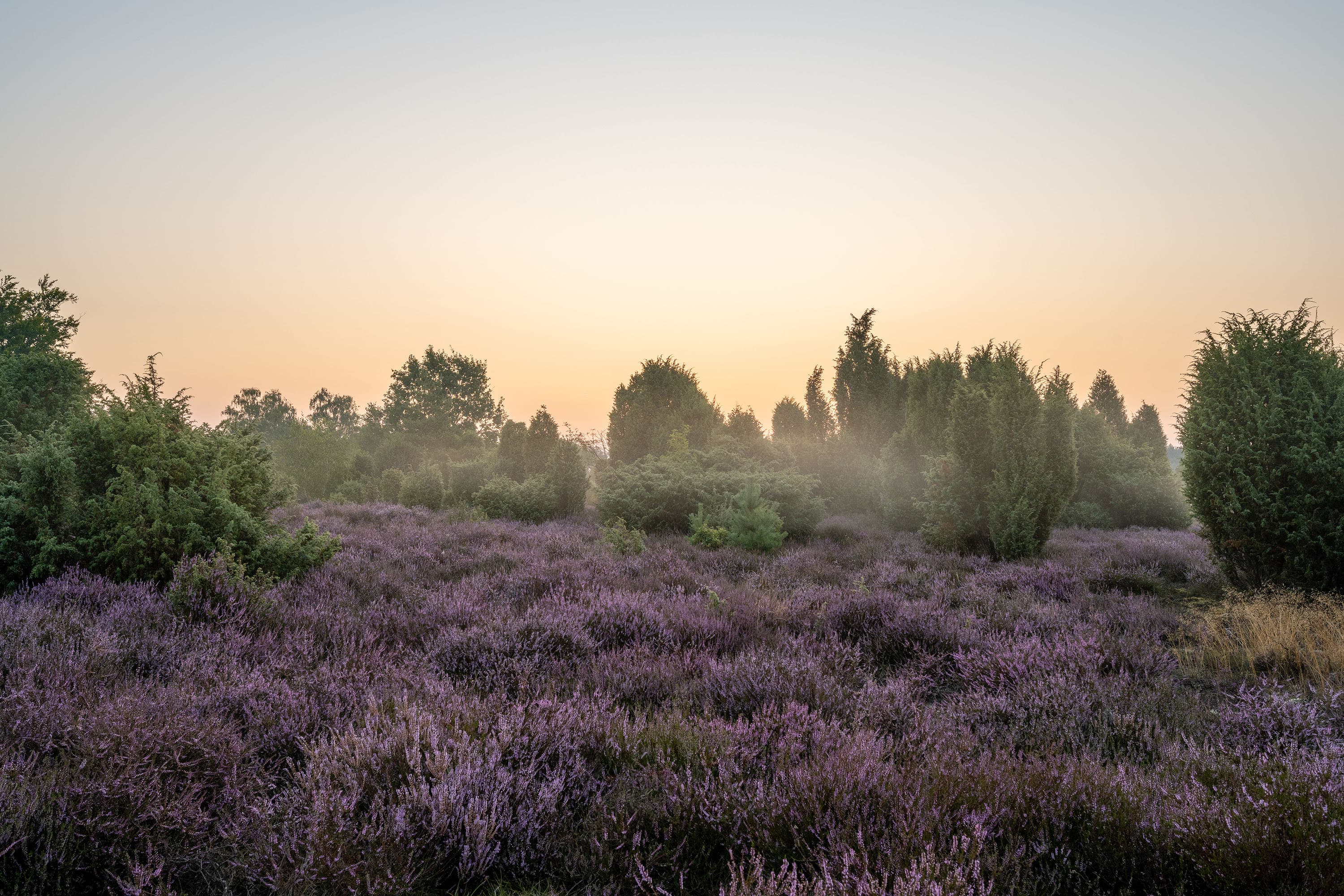 Nebelstimmung in der Ellerndorfer Wacholderheide