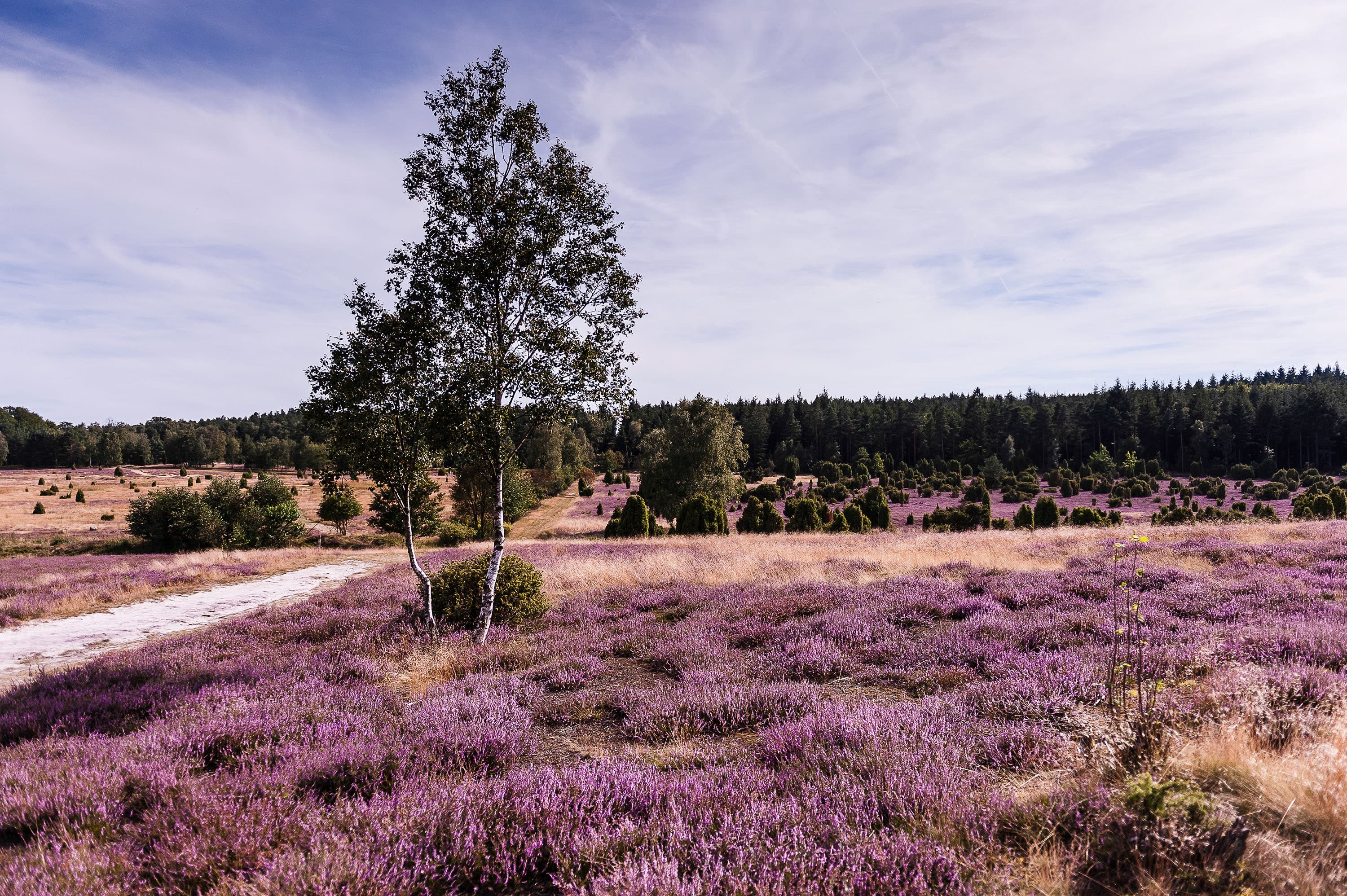 Die Wacholderheide zur Heideblüte