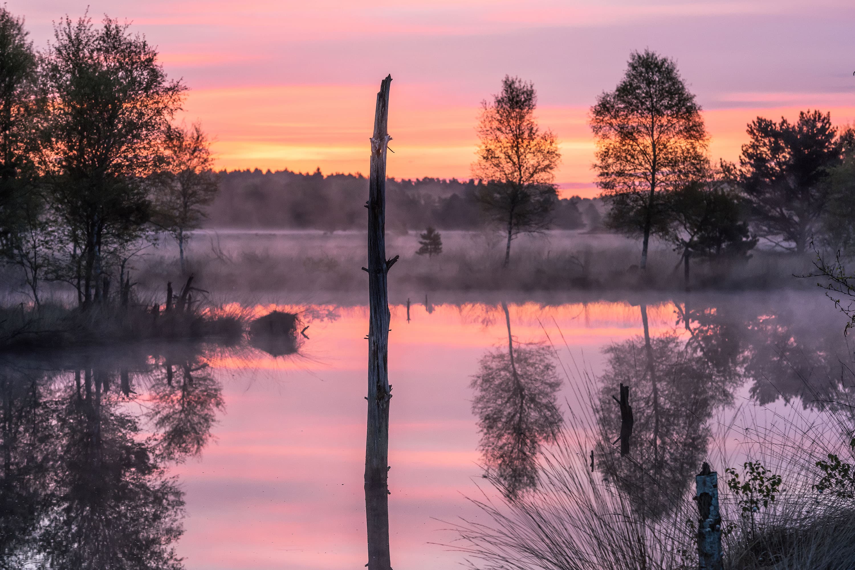 Das mystische Moor im Sonnenaufgang