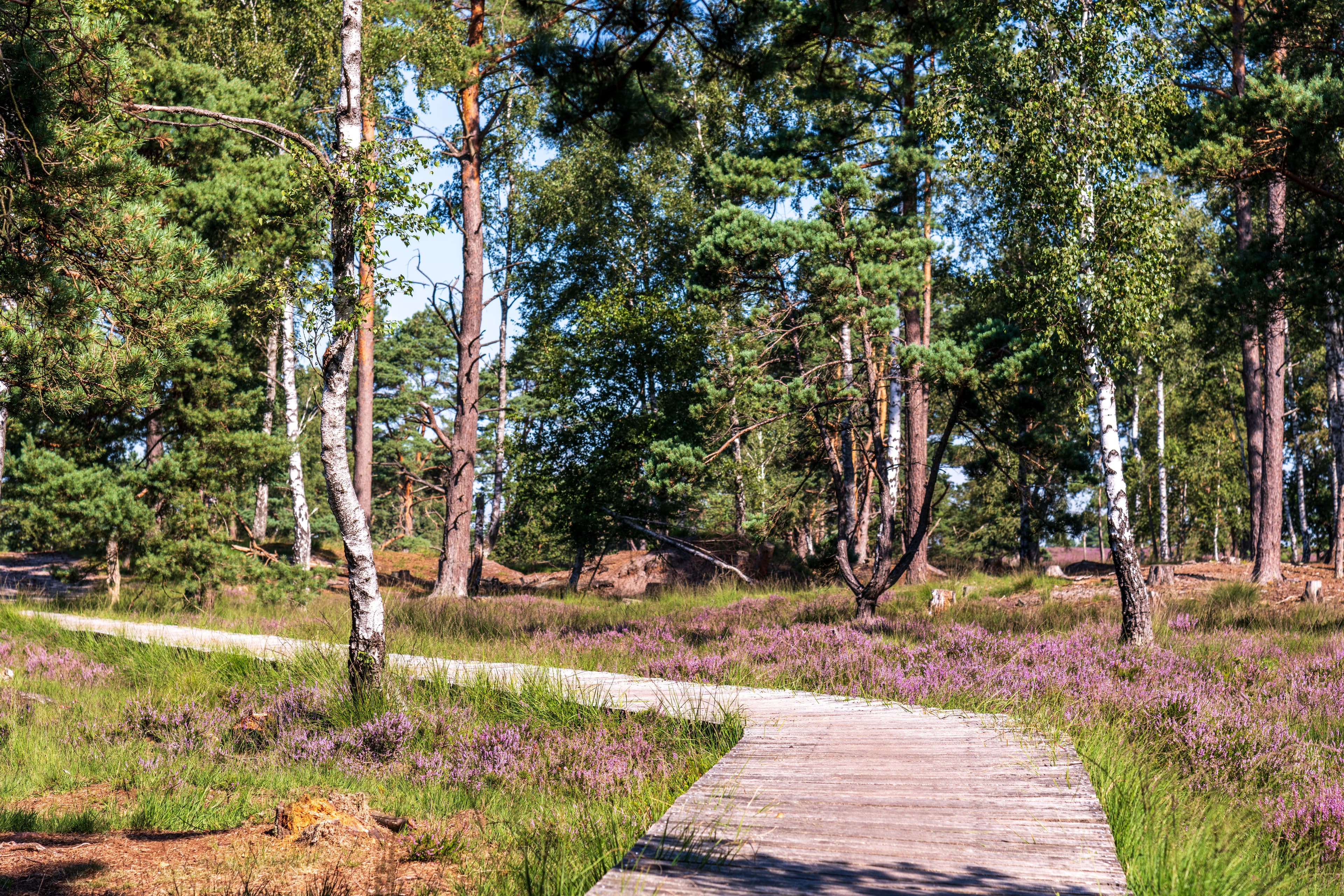 Der Uhlenstieg am Möhrer Moor während der Heideblüte