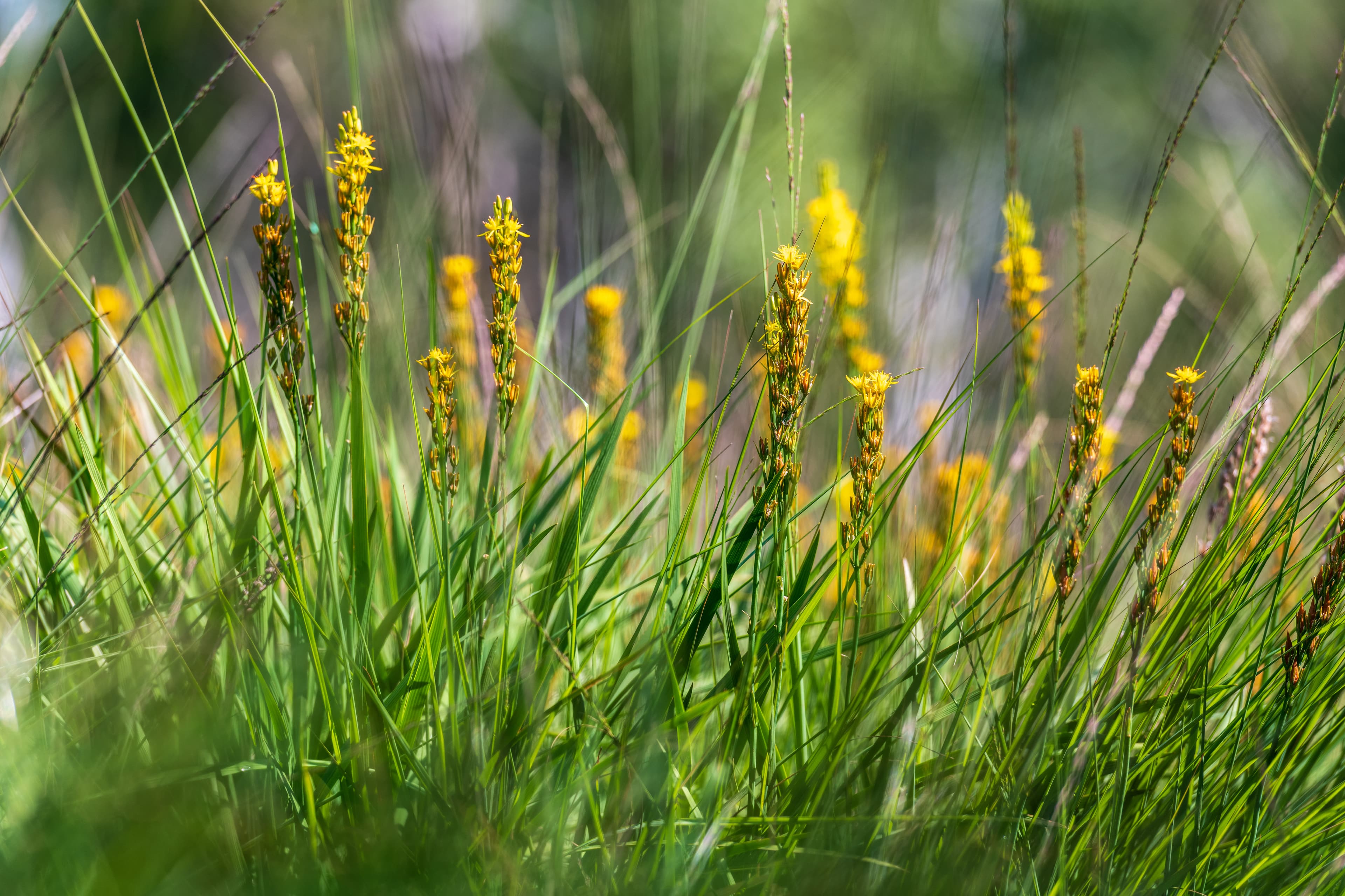 Moorlilien sieht man auf der Wanderung am Uhlenstieg