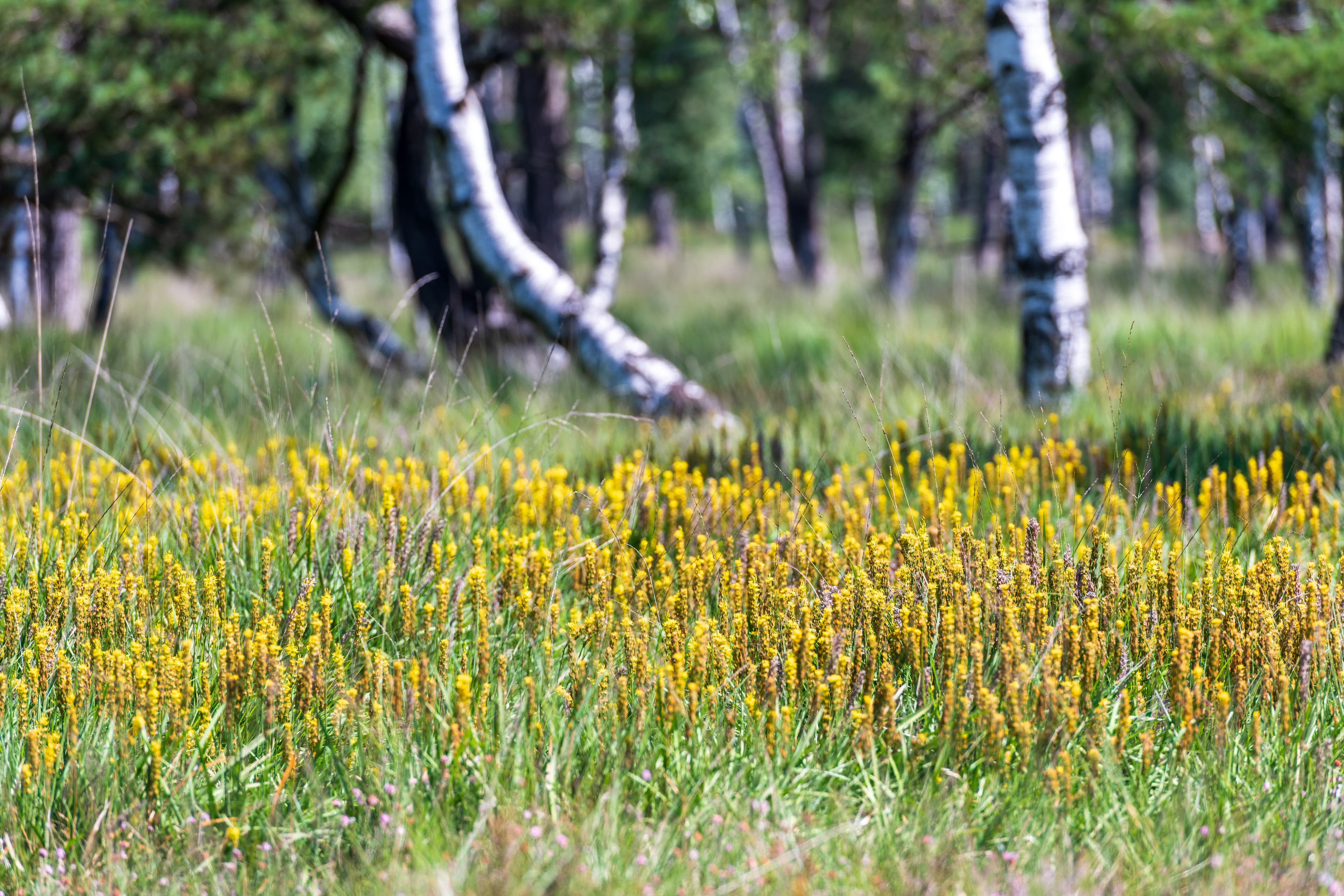 Die Moorlilien blühen im Sommer im Möhrer Moor am Uhlenstieg