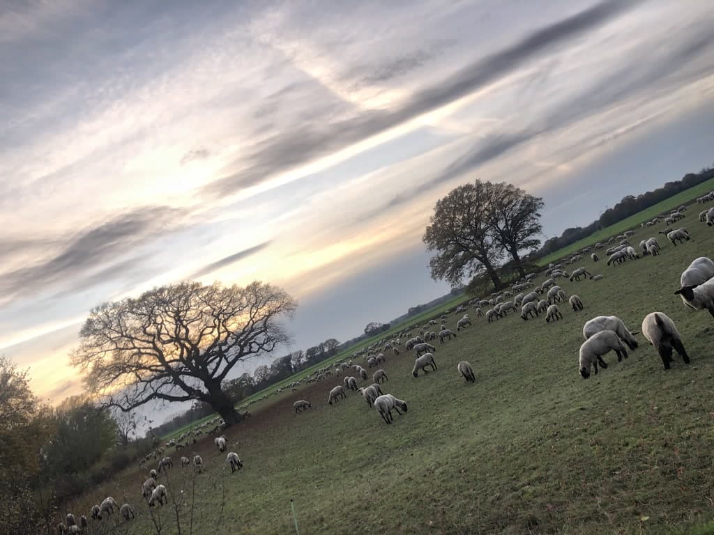 Schafherde Ferienhaus Bothmer Schwarmstedt
