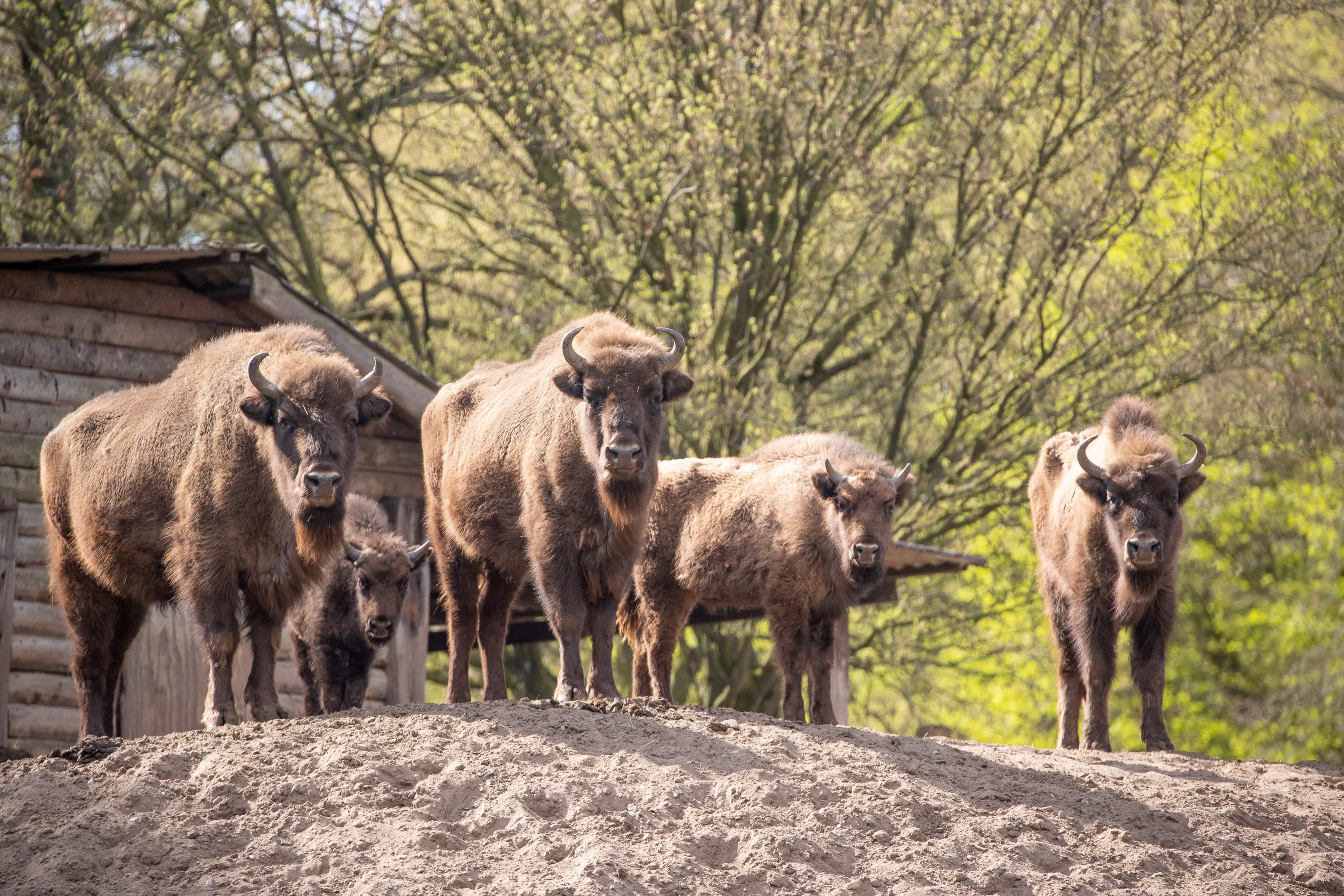 Der Tierpark in Hanstedt hat Wisente