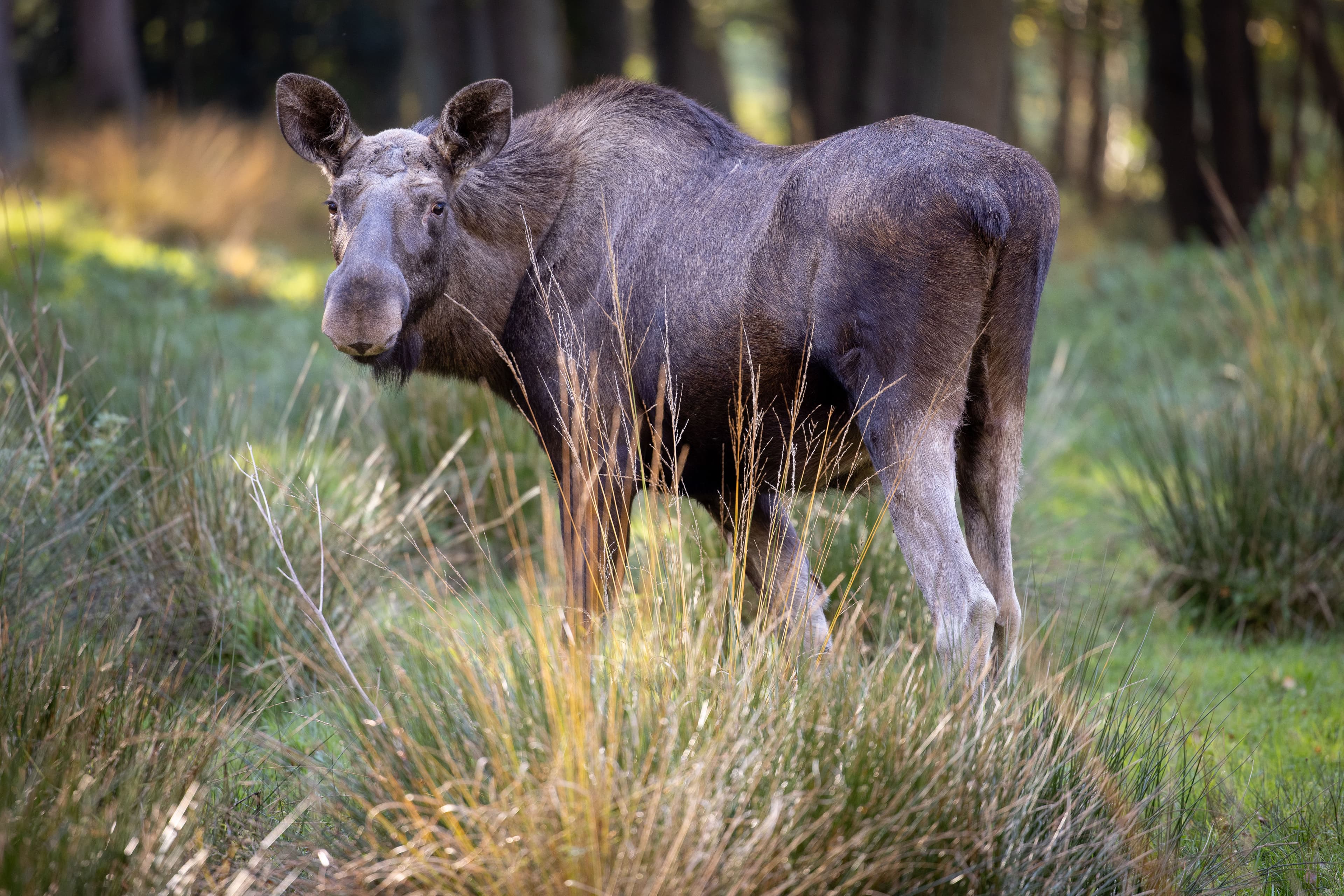 Der Wildpark Lüneburger Heide beherbergt auch Elche