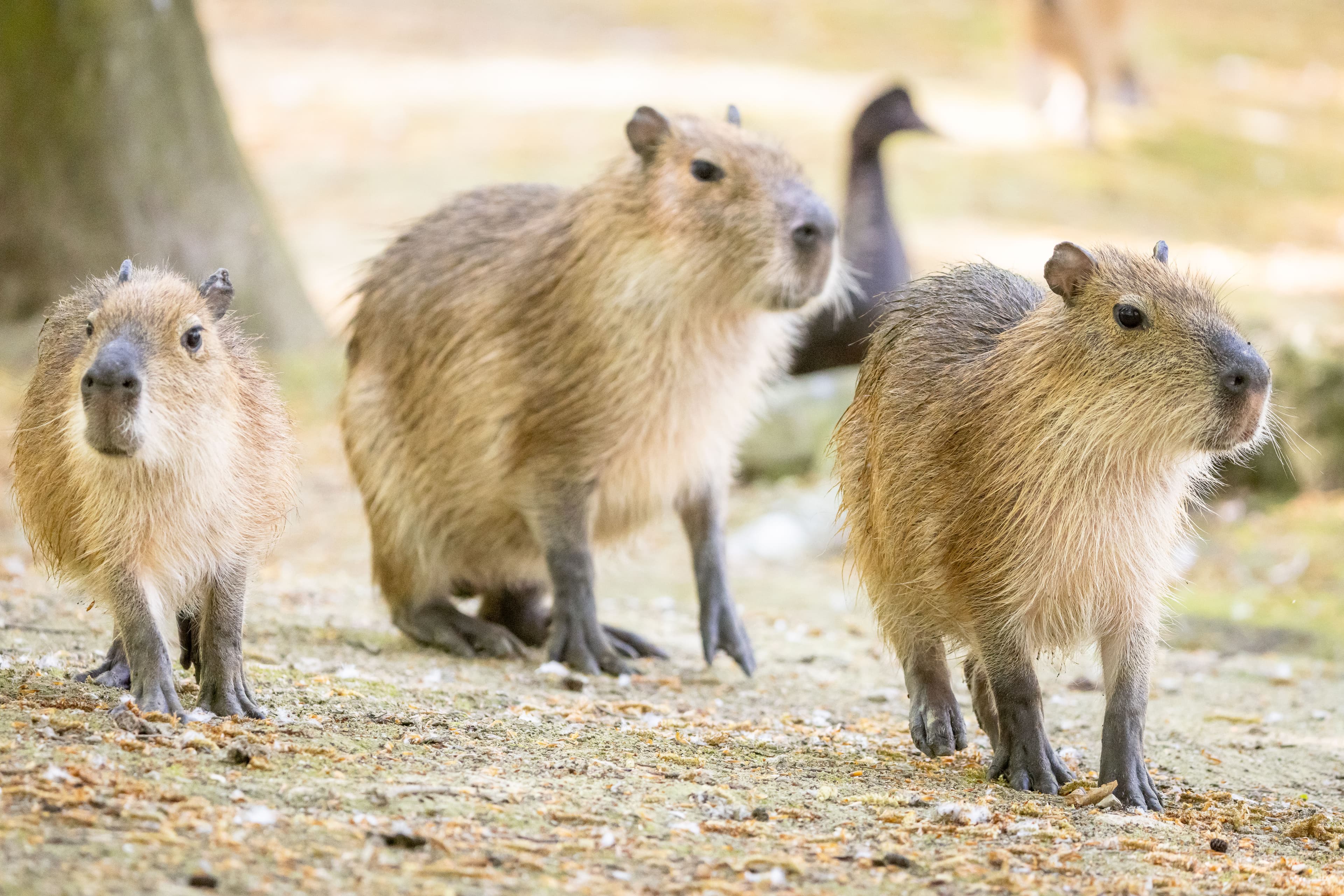 Wasserschwein im Wildpark Lüneburger HEide