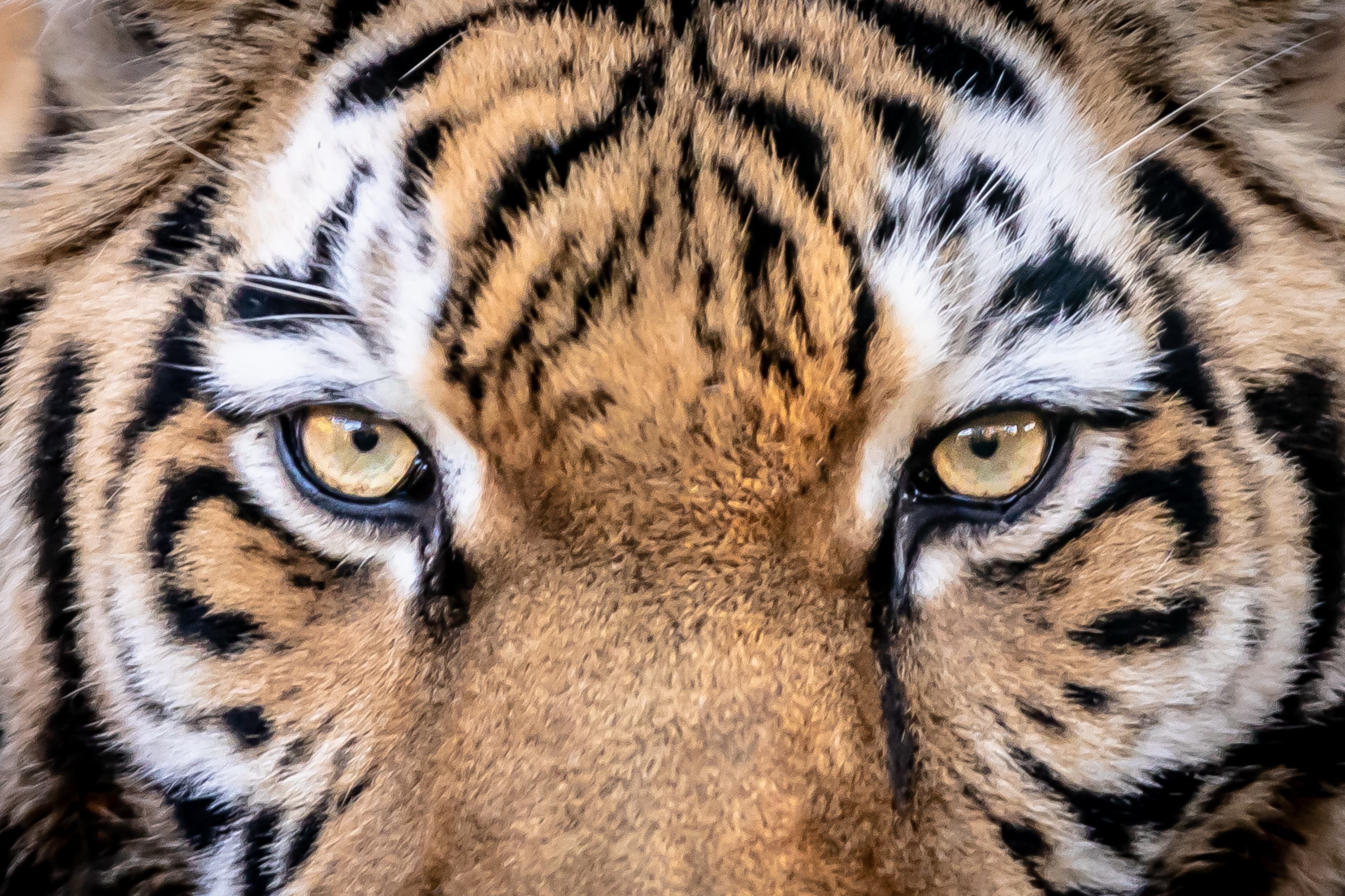 Stars im Tierpark sind die Tiger im Wildpark Lüneburger heide