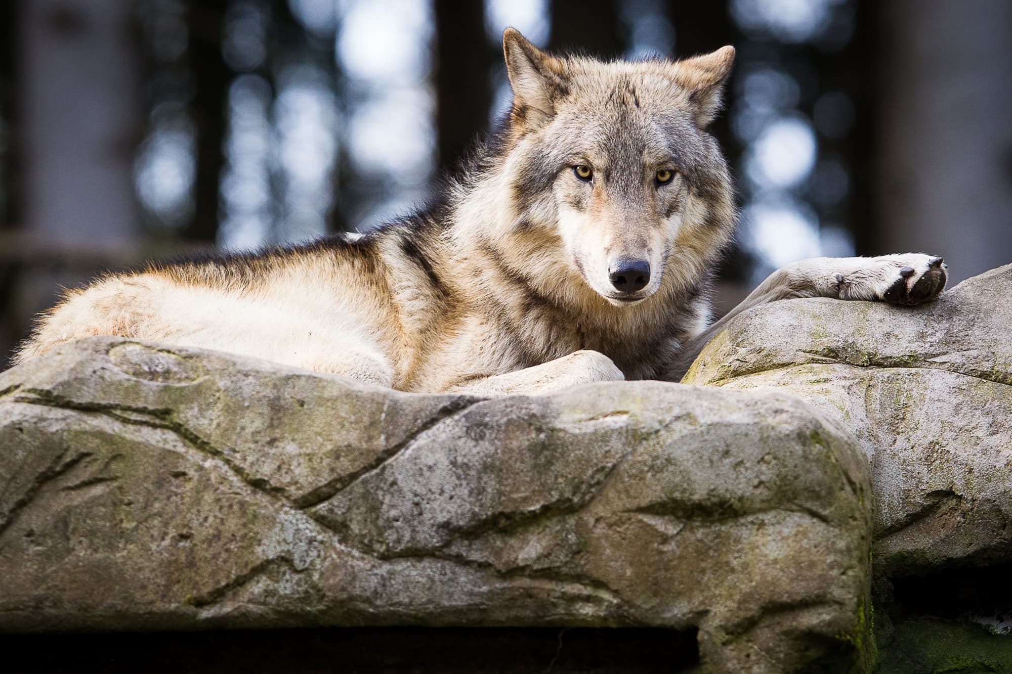 Grauwölfe im Wildpark Lüneburger Heide