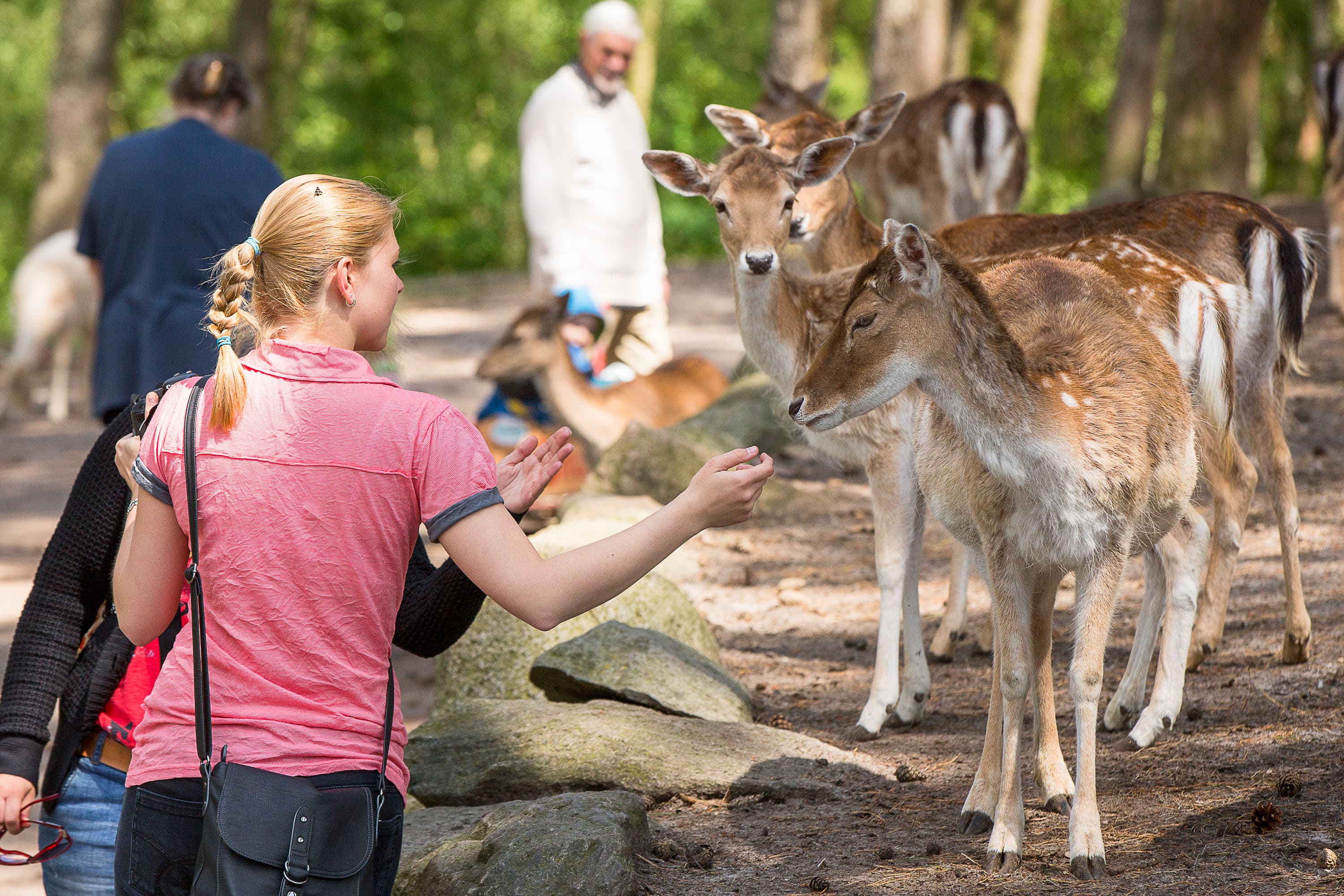 Lüneburger Wildpark mit STreichel Zoo