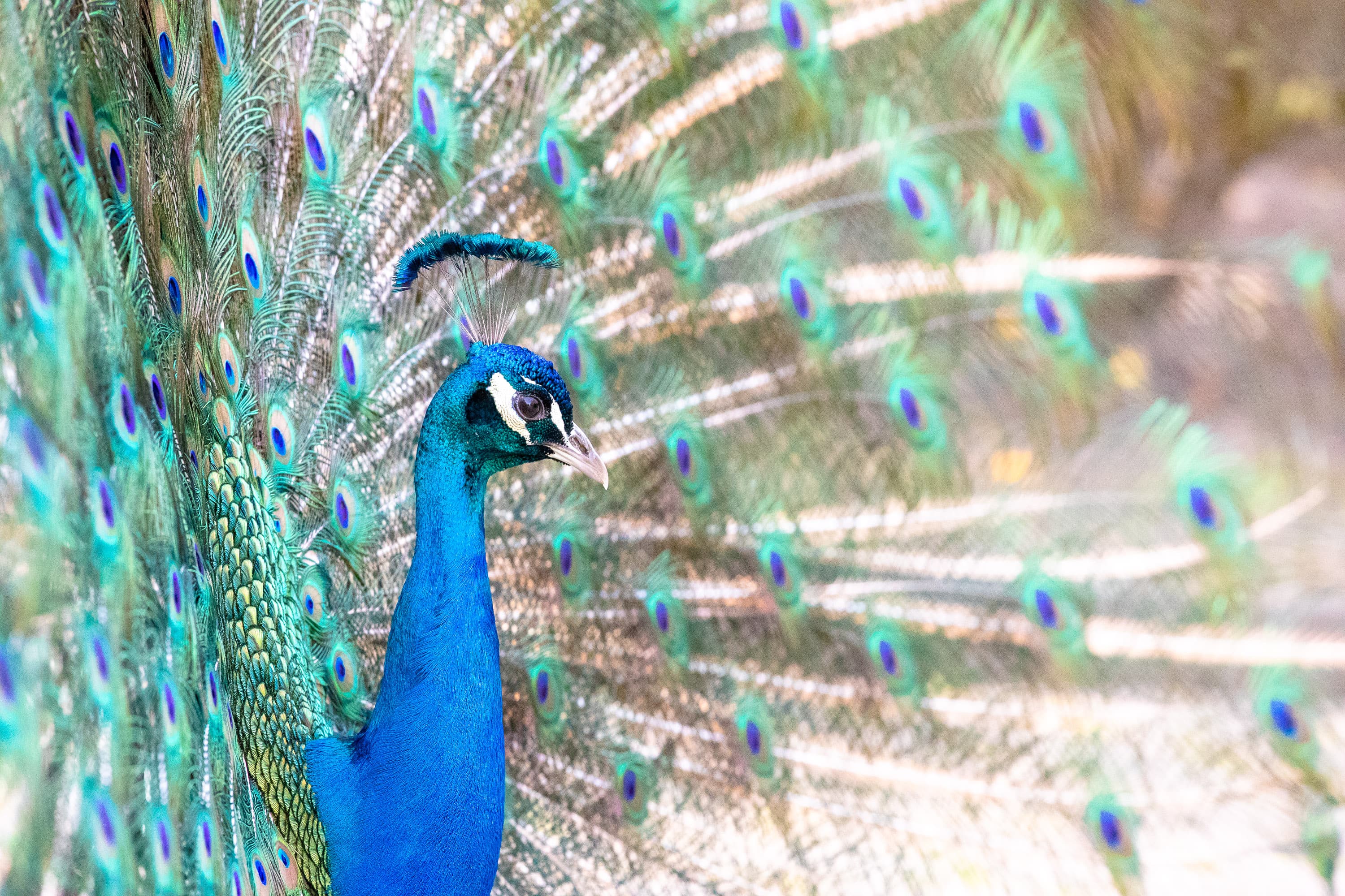 Der Pfau ist ein Star im Wildpark in Hanstedt
