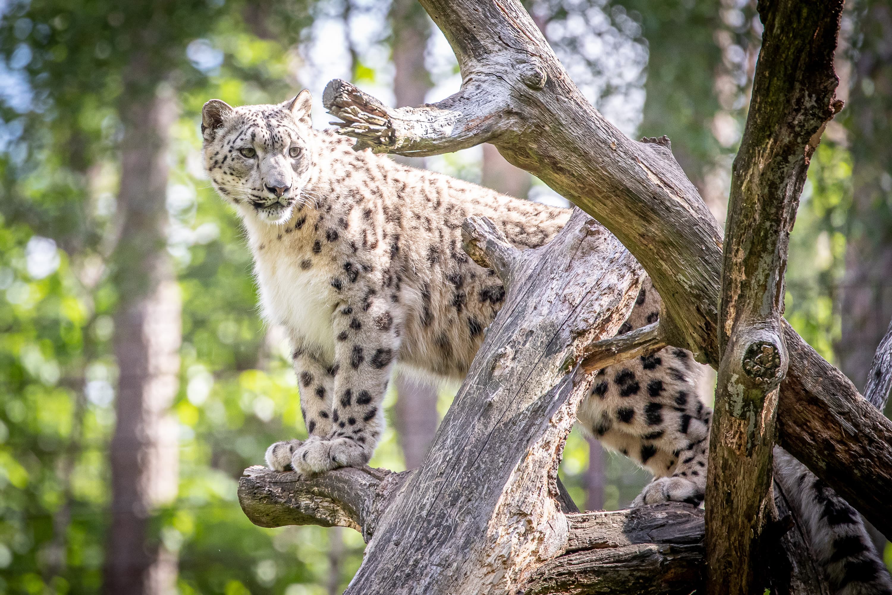 Lüneburger Tierpark mit Schneeleopard